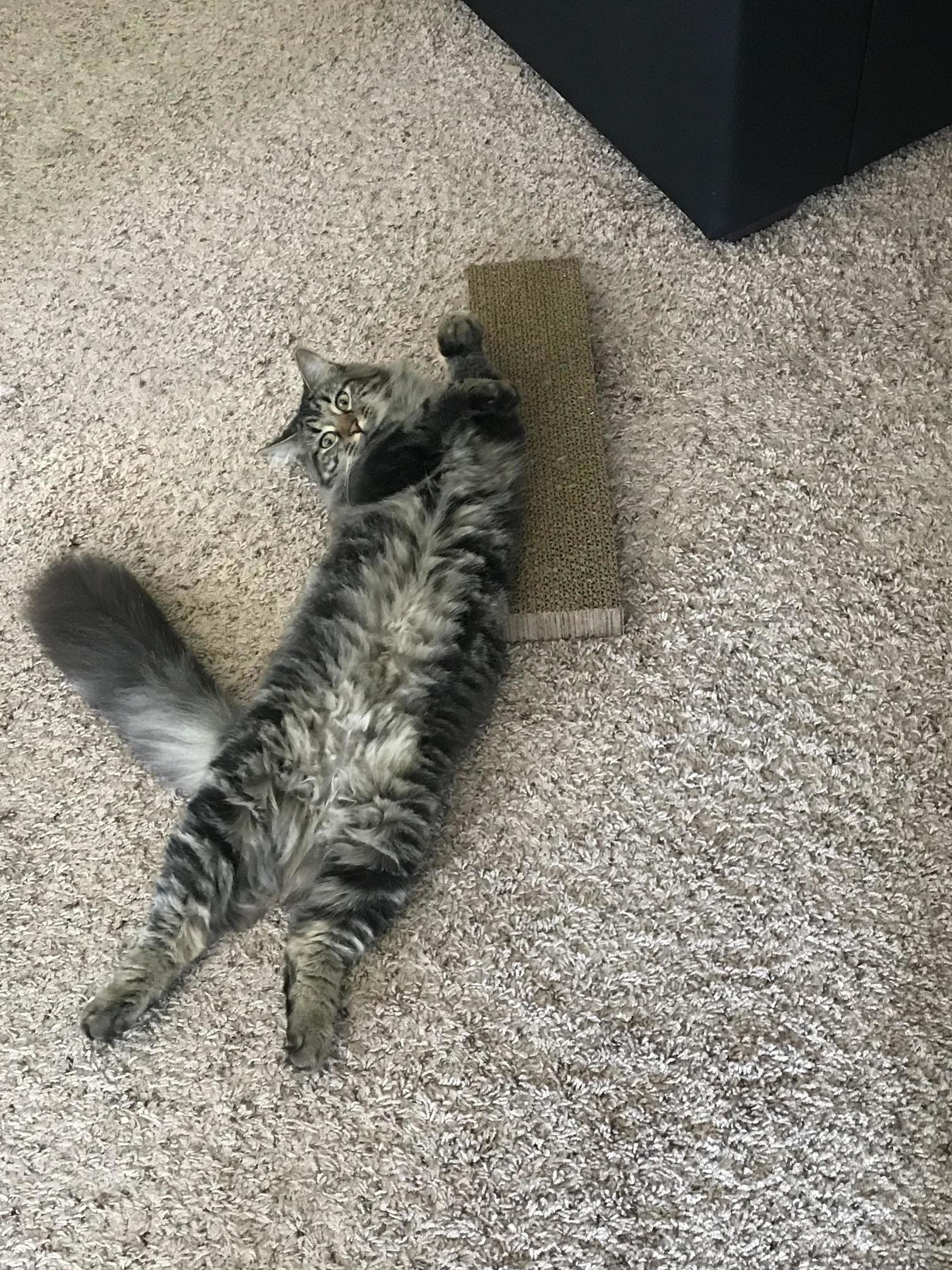 Can anyone tell me what breed this big fluff ball is she s about 11