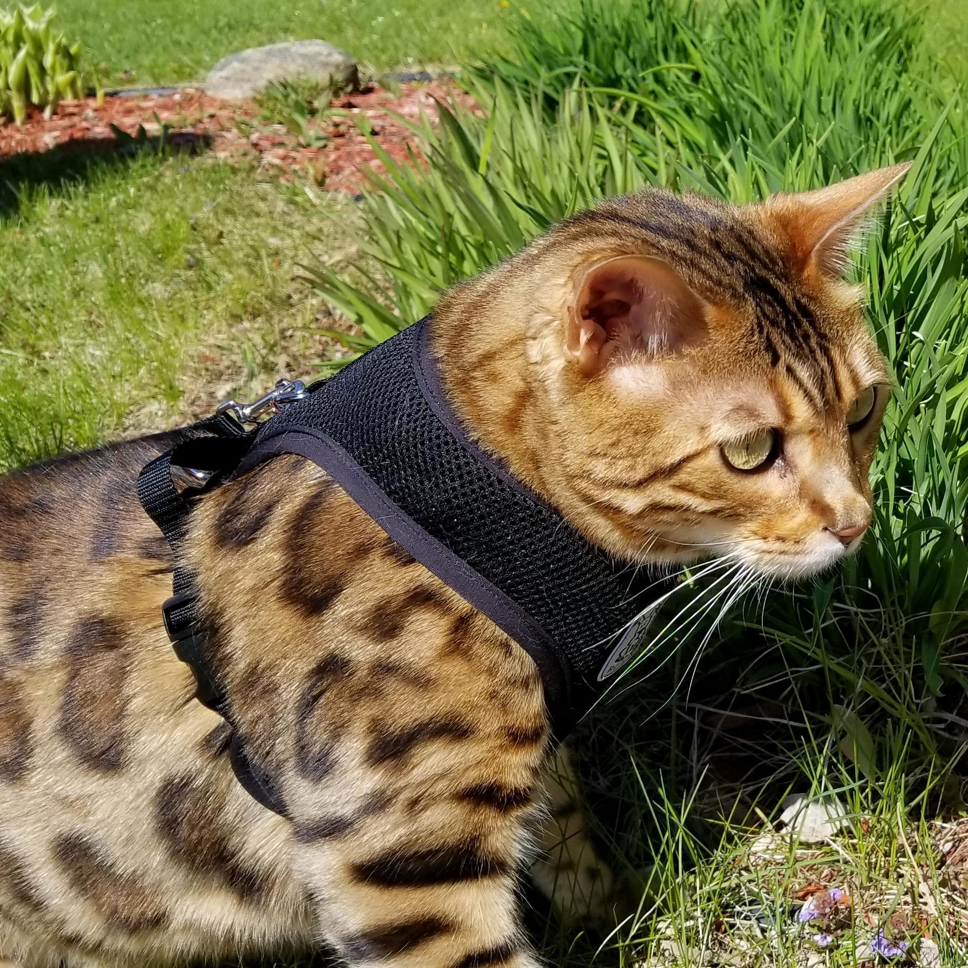 Caruso loves to go outside !