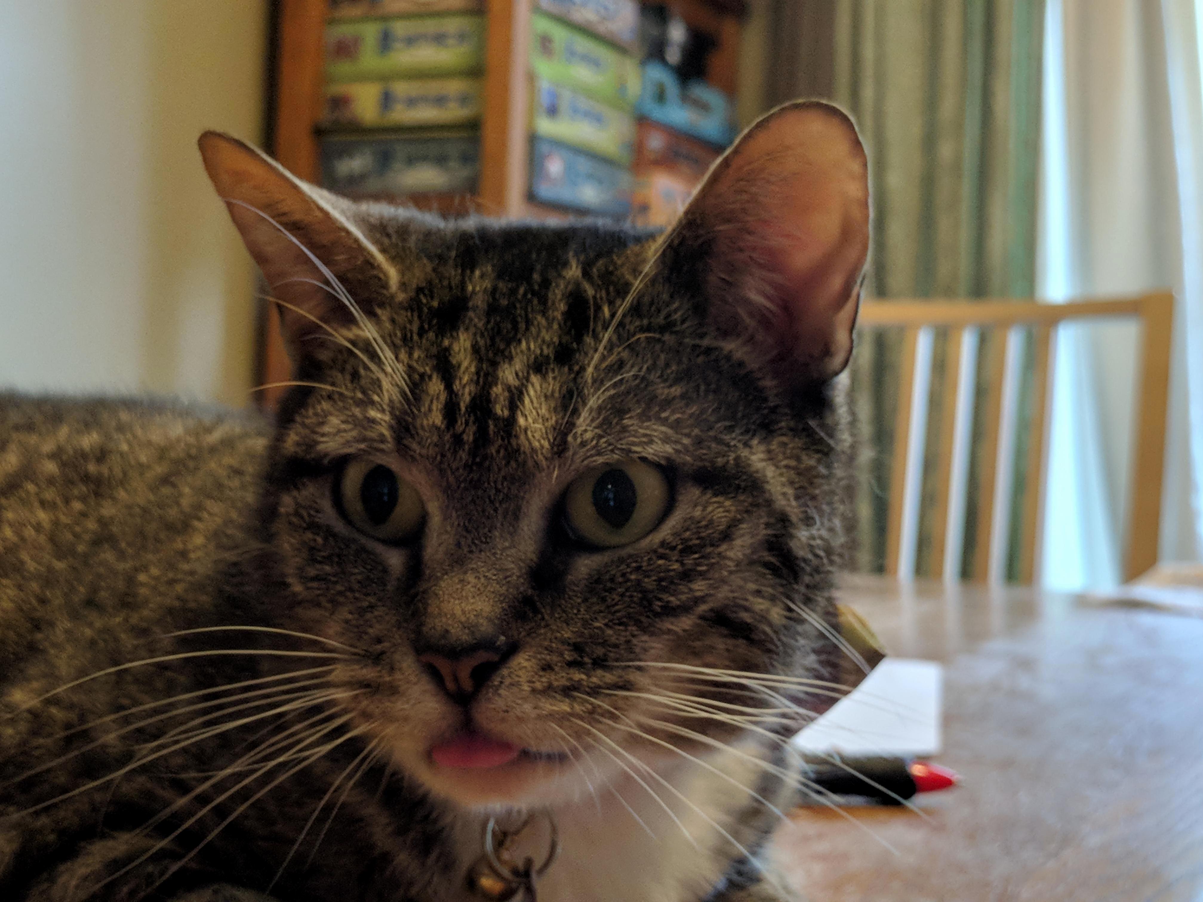 Chillin and blepin
