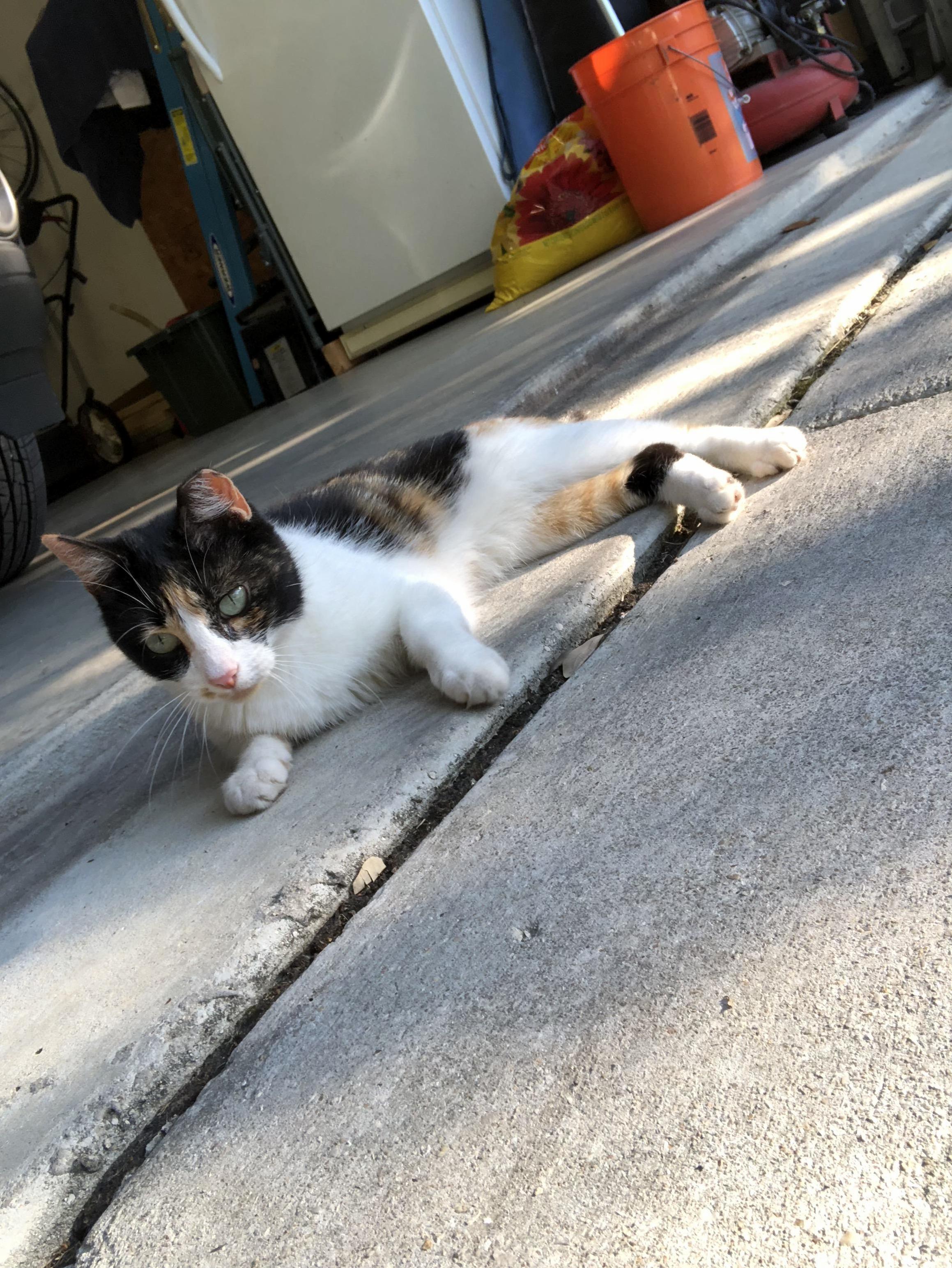 Cute stray cat that keeps coming around my house. the most friendly cat ive ever seen.