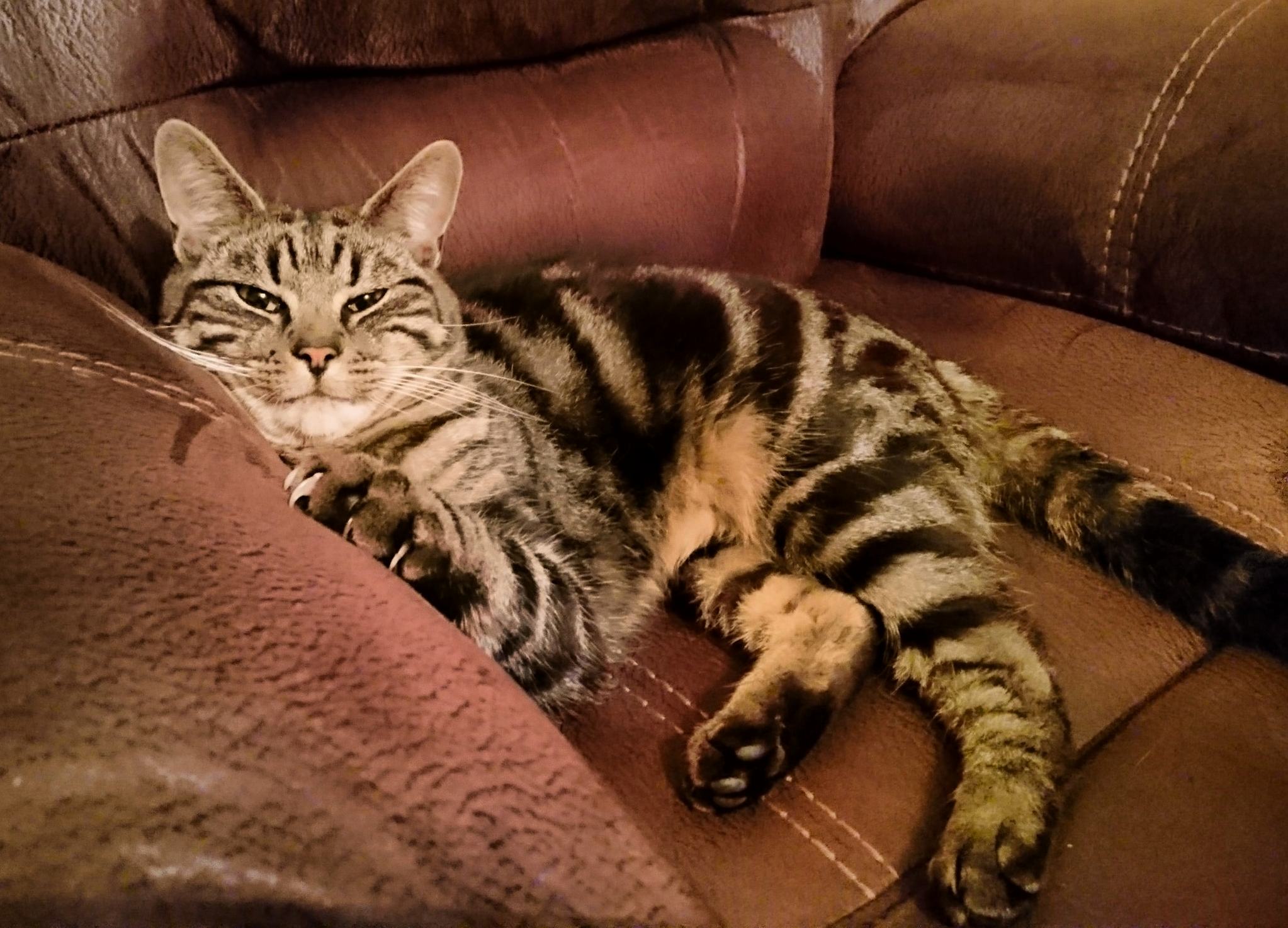 Dexter looking smug after stealing my chair last night )