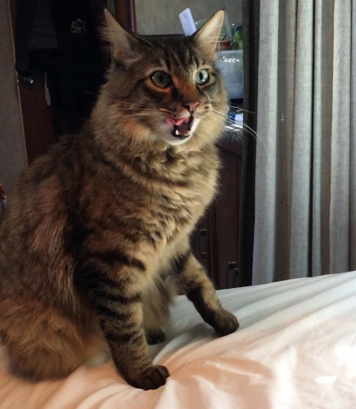 Gigis reaction to the word tuna.