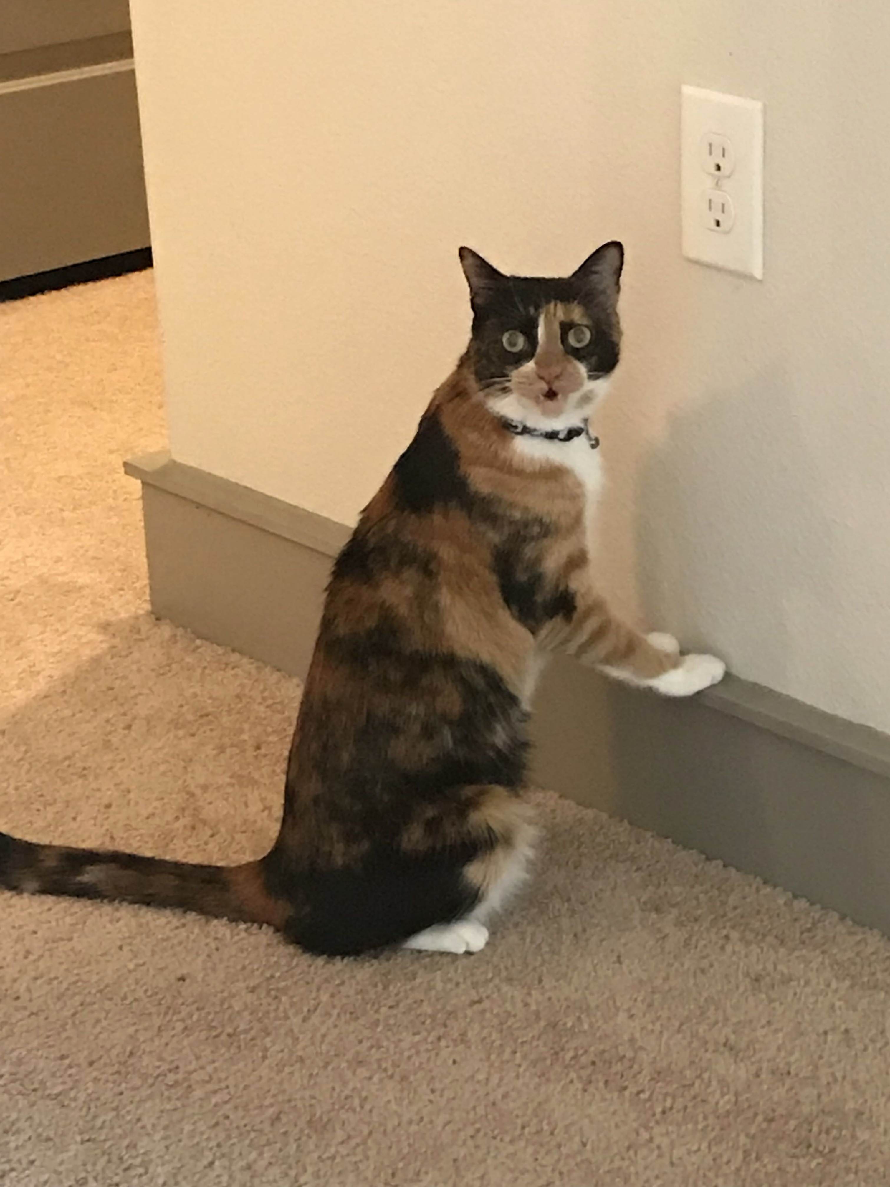 Her face when i ask why she is licking the outlet!