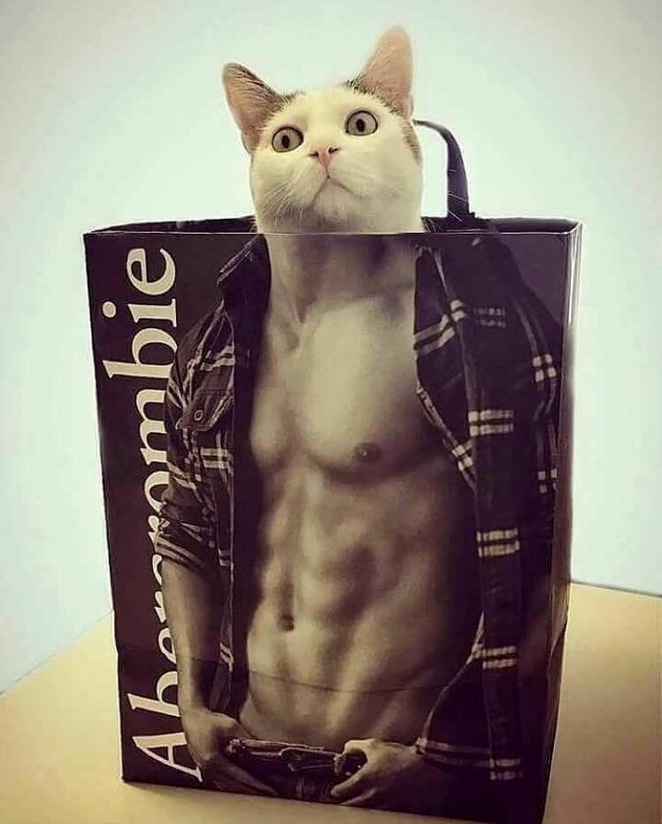 Hes been on the purrotein