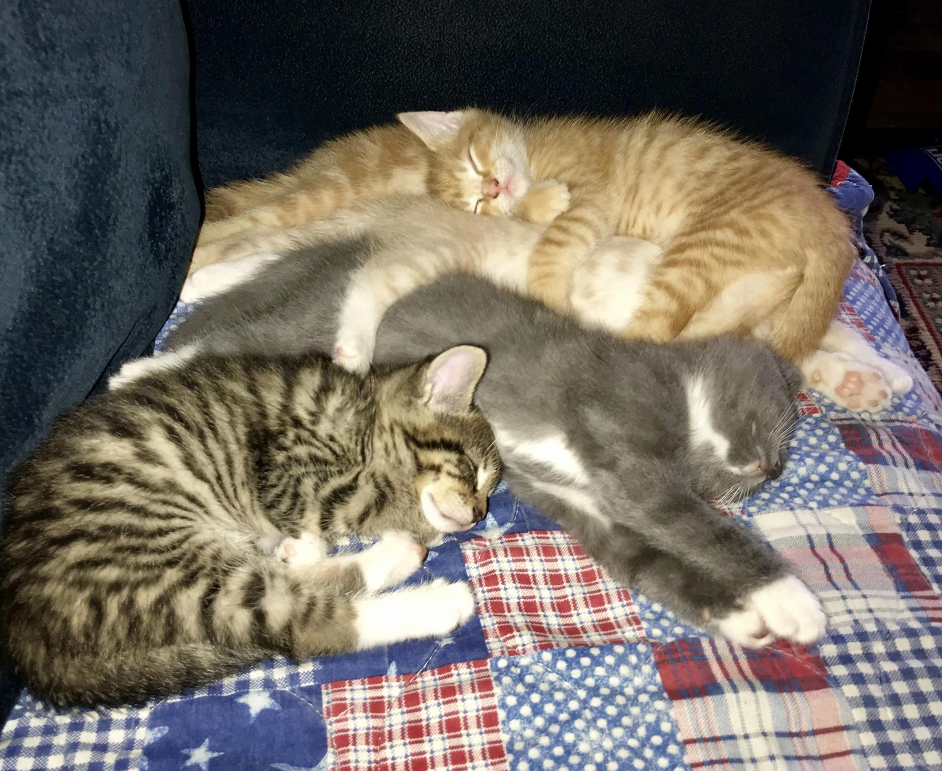 How many kittens can you spot in this floof