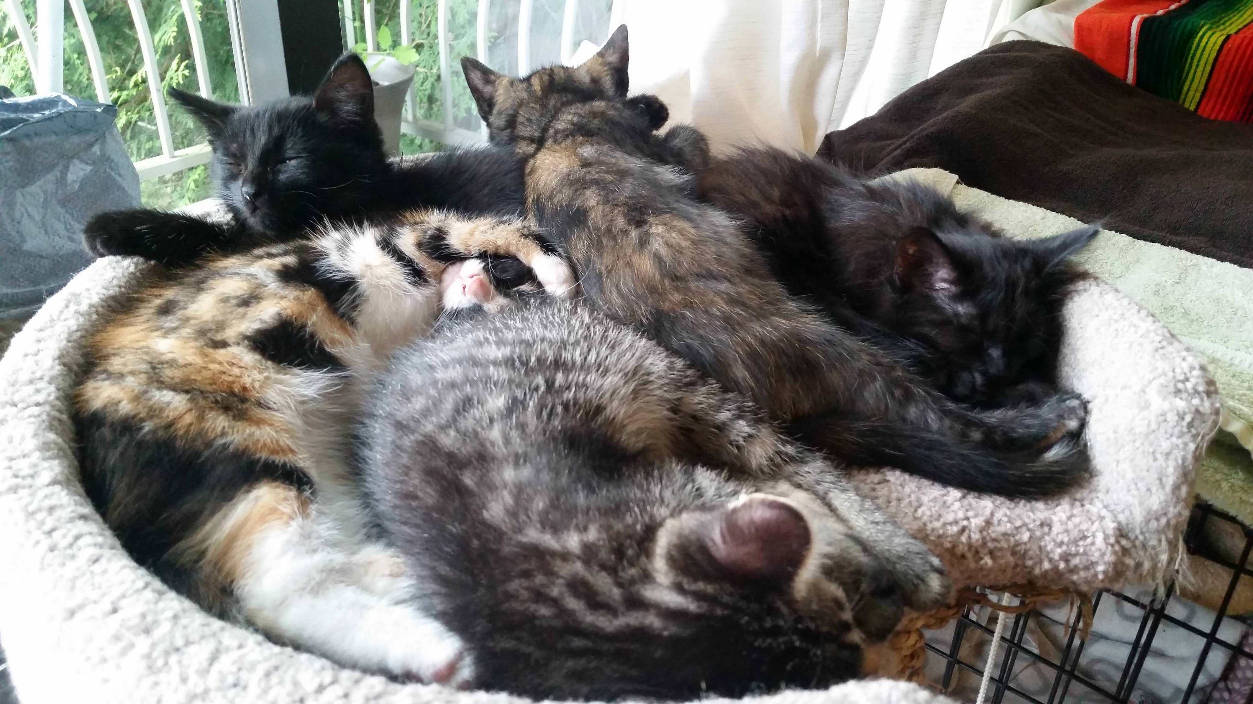 I got my kitten as a foster from a cruelty case with her four siblings two years ago. figured their ritual noontime cuddlepuddle would be welcomed here.