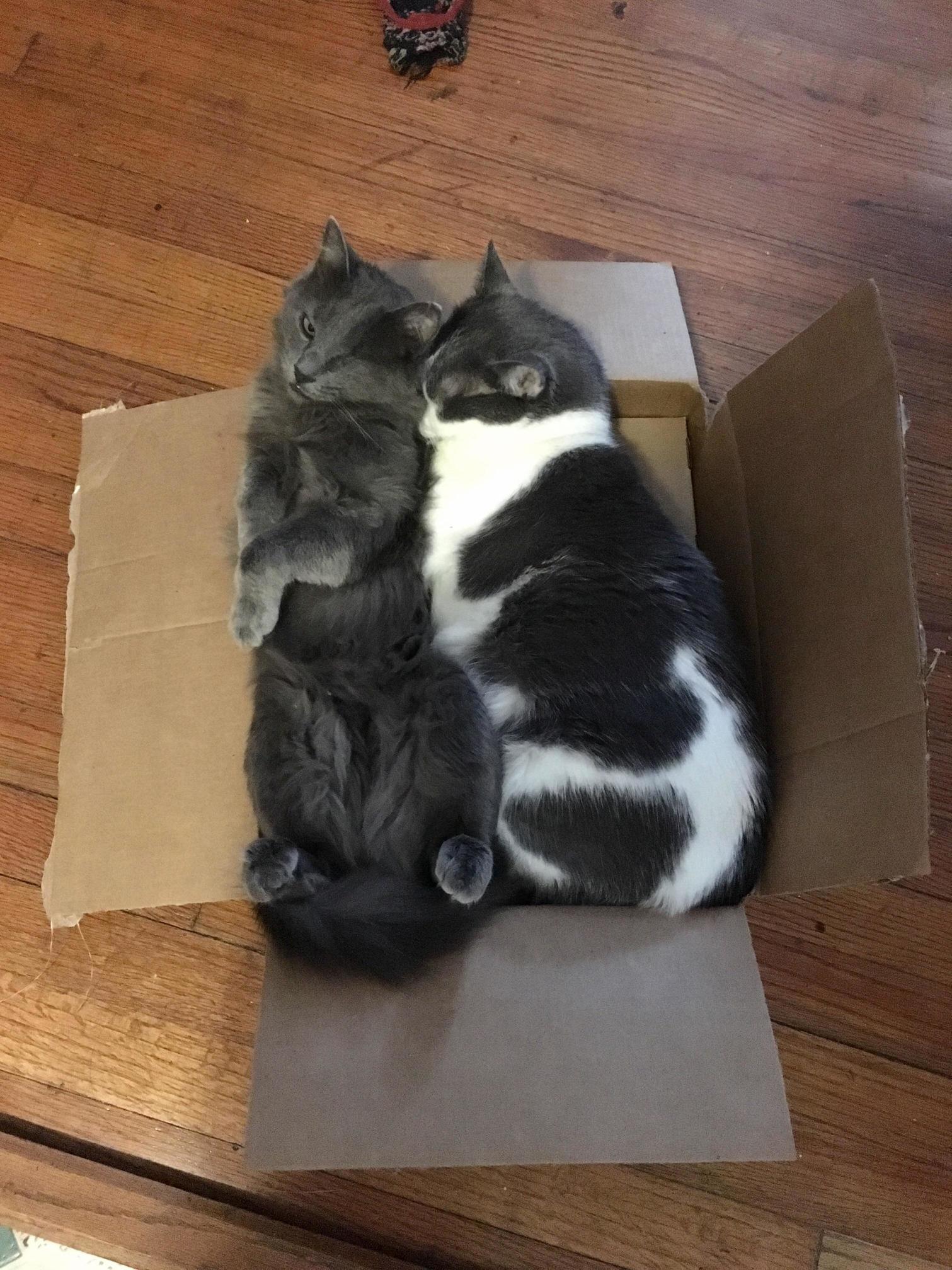 If they both fits they both sits ~)