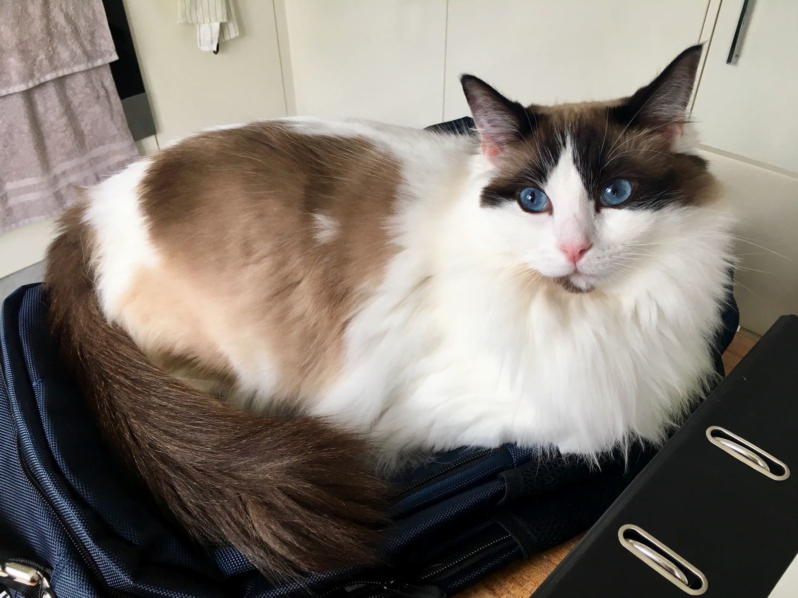 Its not like i needed my laptop or anything…