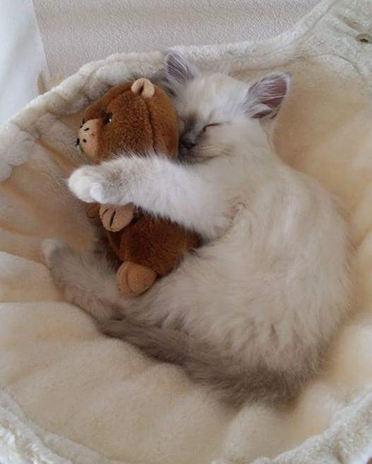 Kitty hugging her precious toy 3