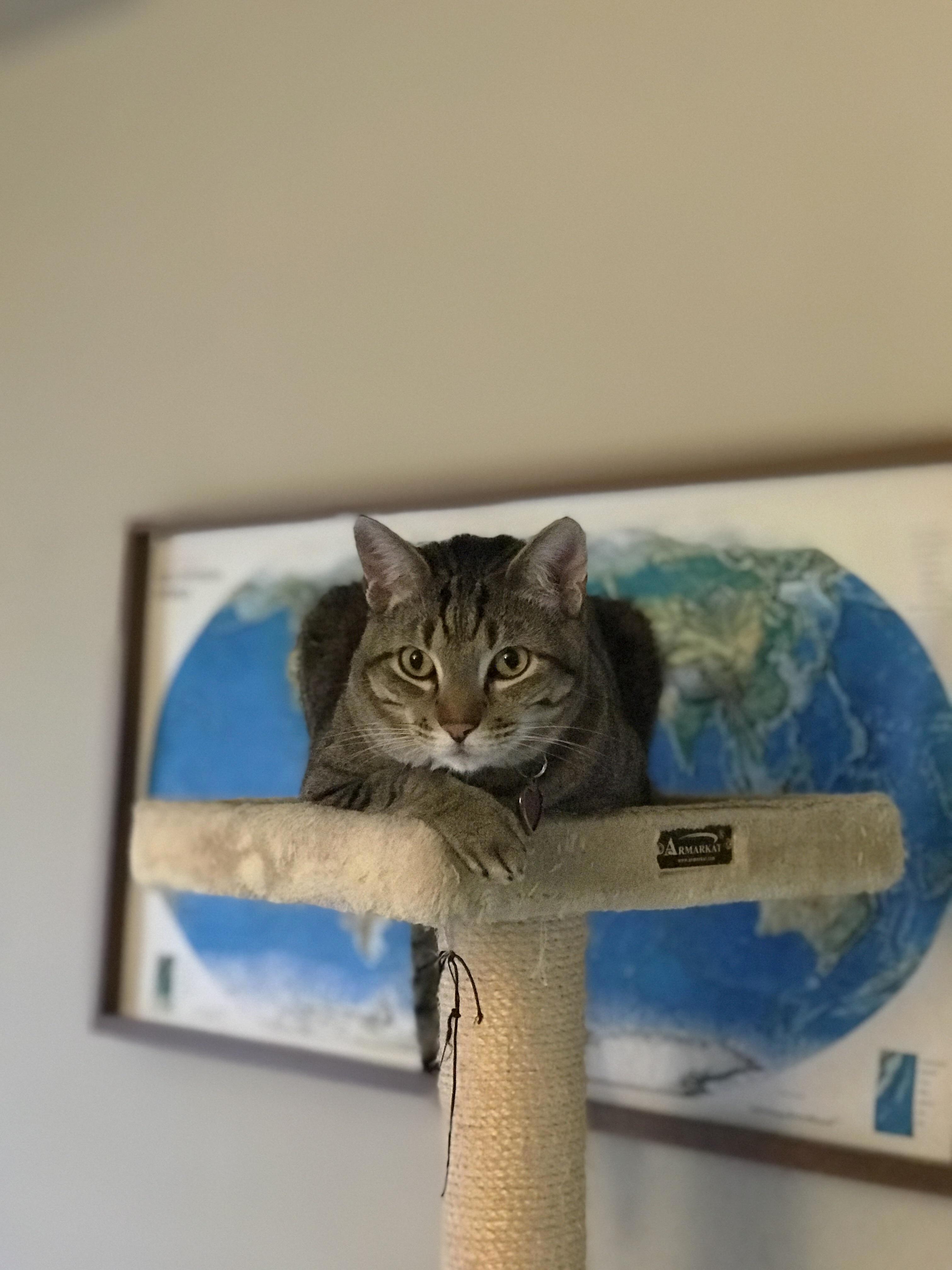 Meatball. king of the world.
