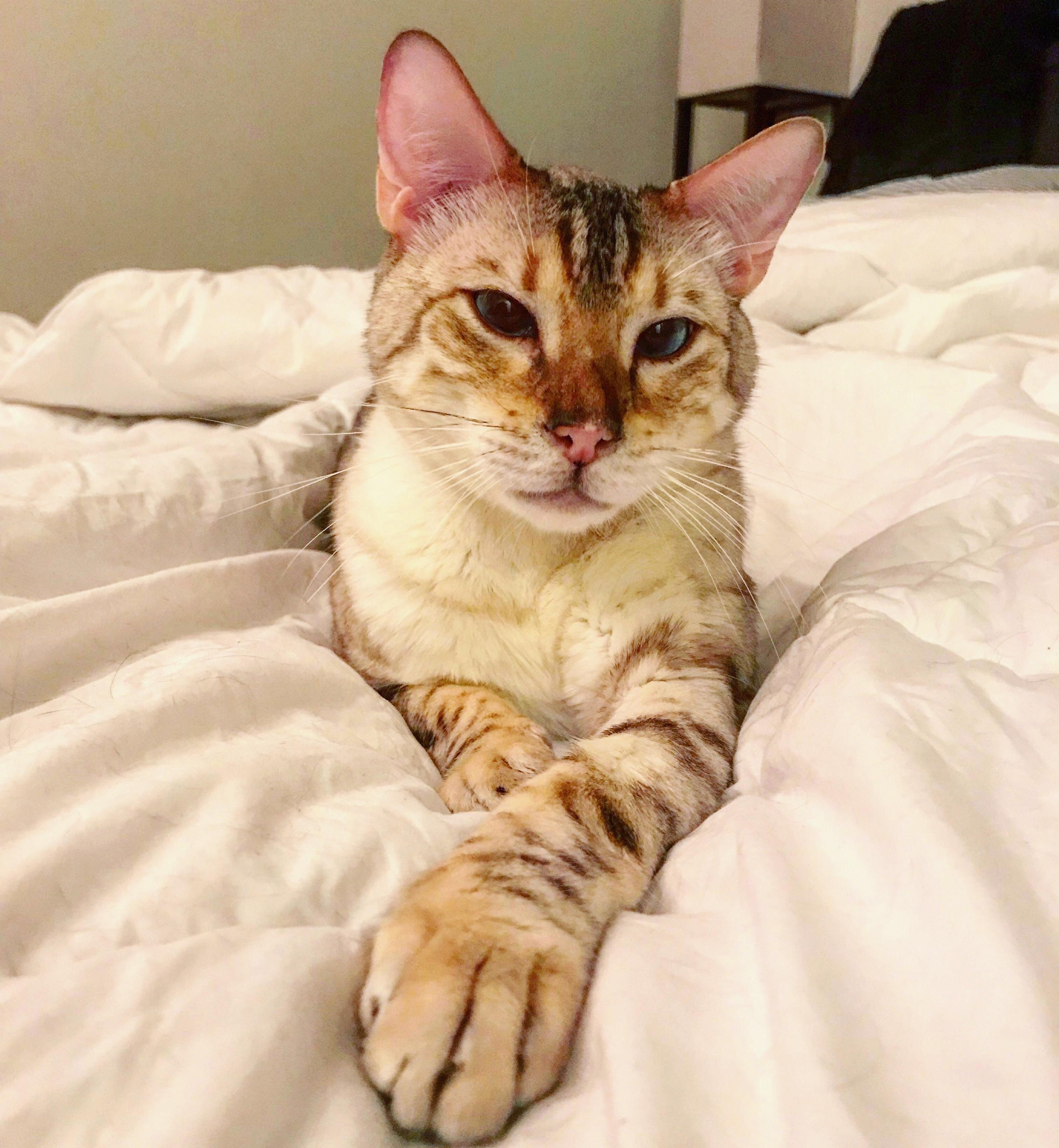 Meet fawkes the snow bengal. i never knew a cat could be so smart yet so dumb, we love him either way.