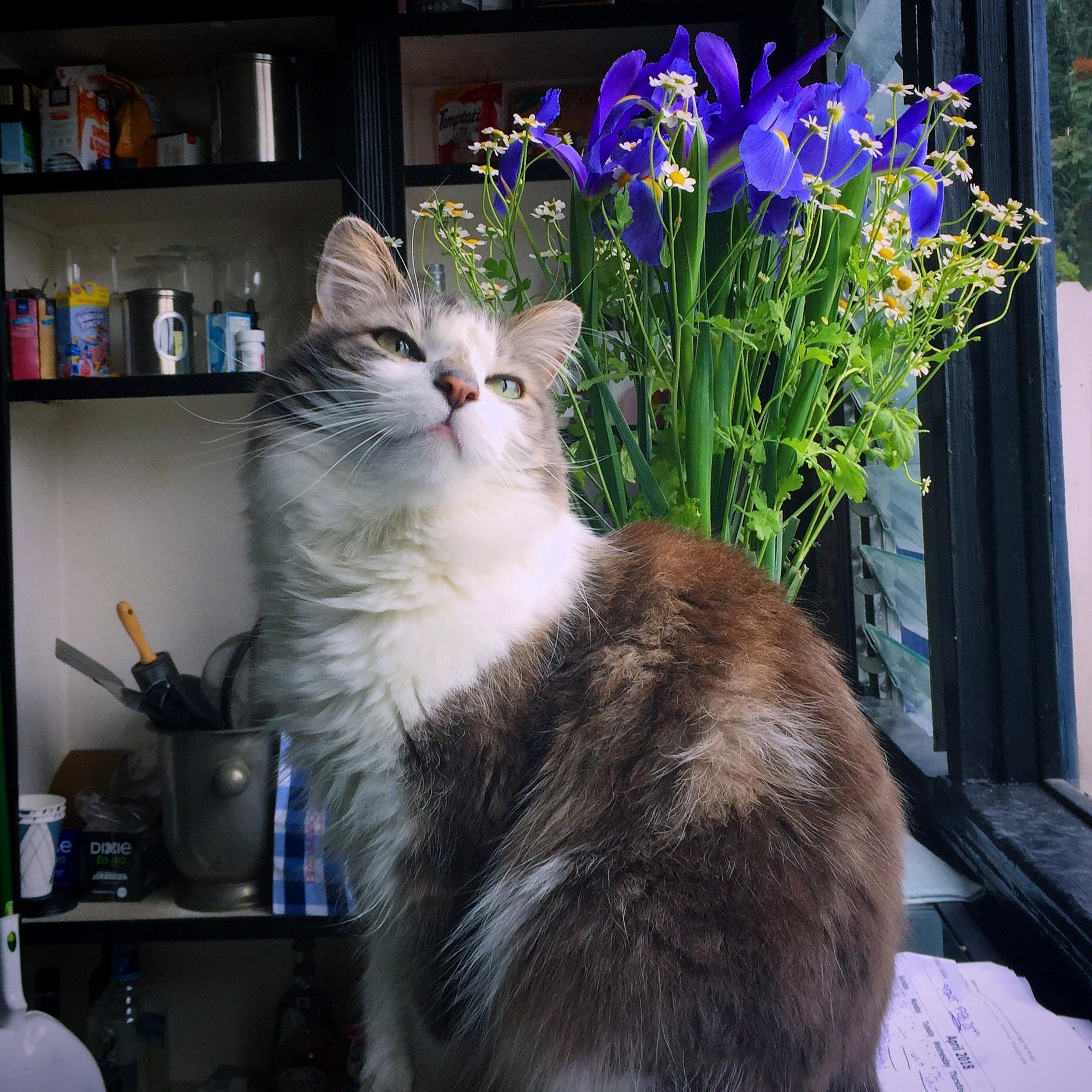 Meowboi kitten loves hugs and flowers. such a special boy