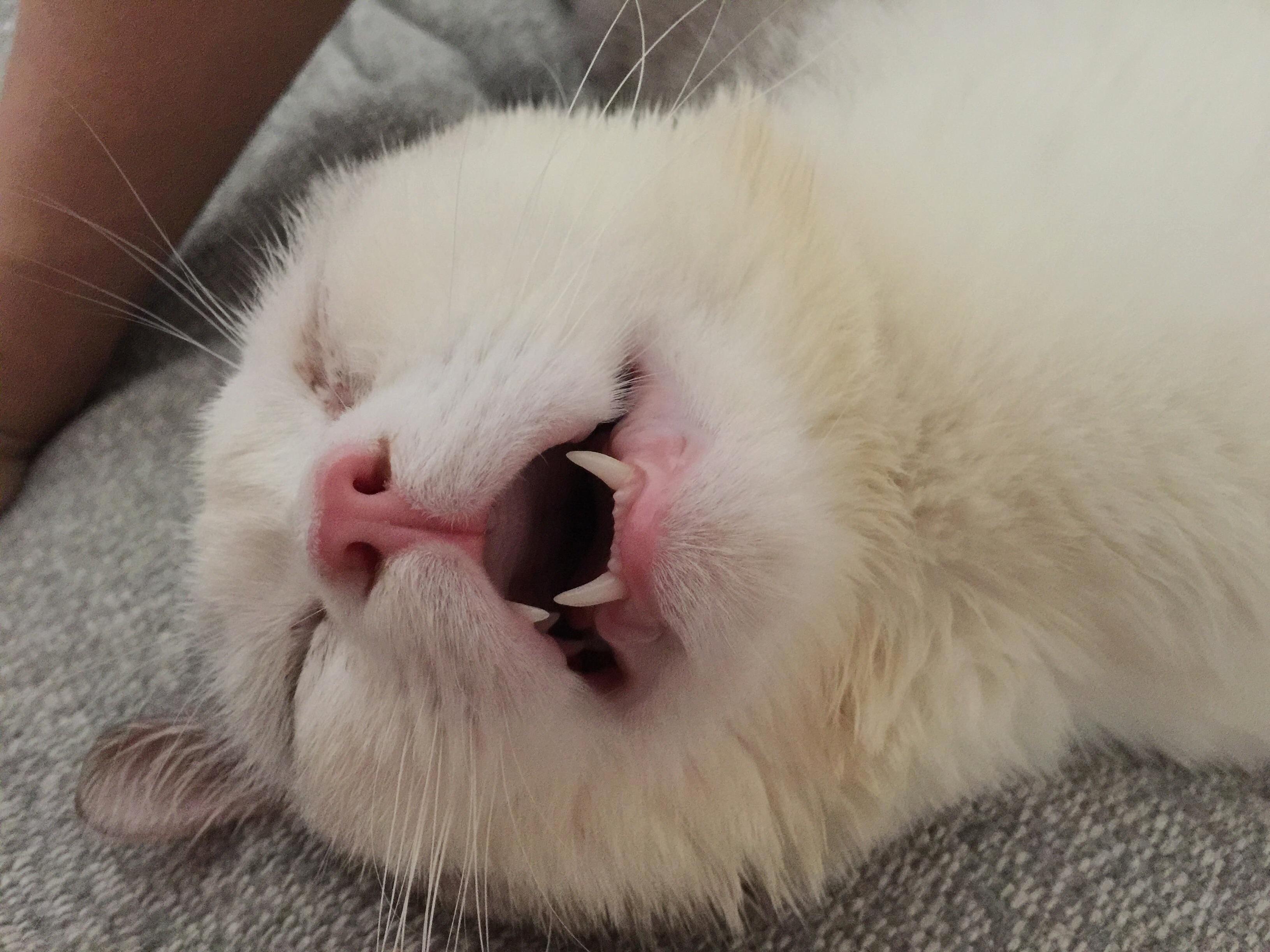 My cat napping with his mouth open