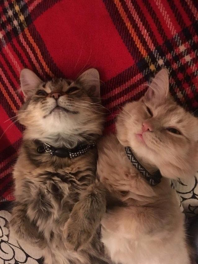 My cats are as happy as can be