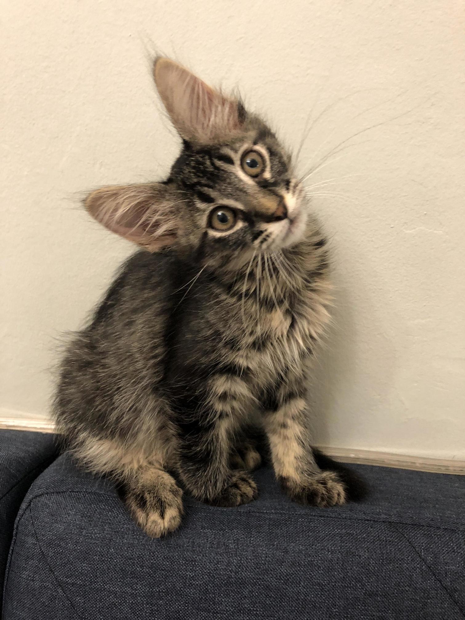 My foster kitten has the most outrageous ears ive ever seen
