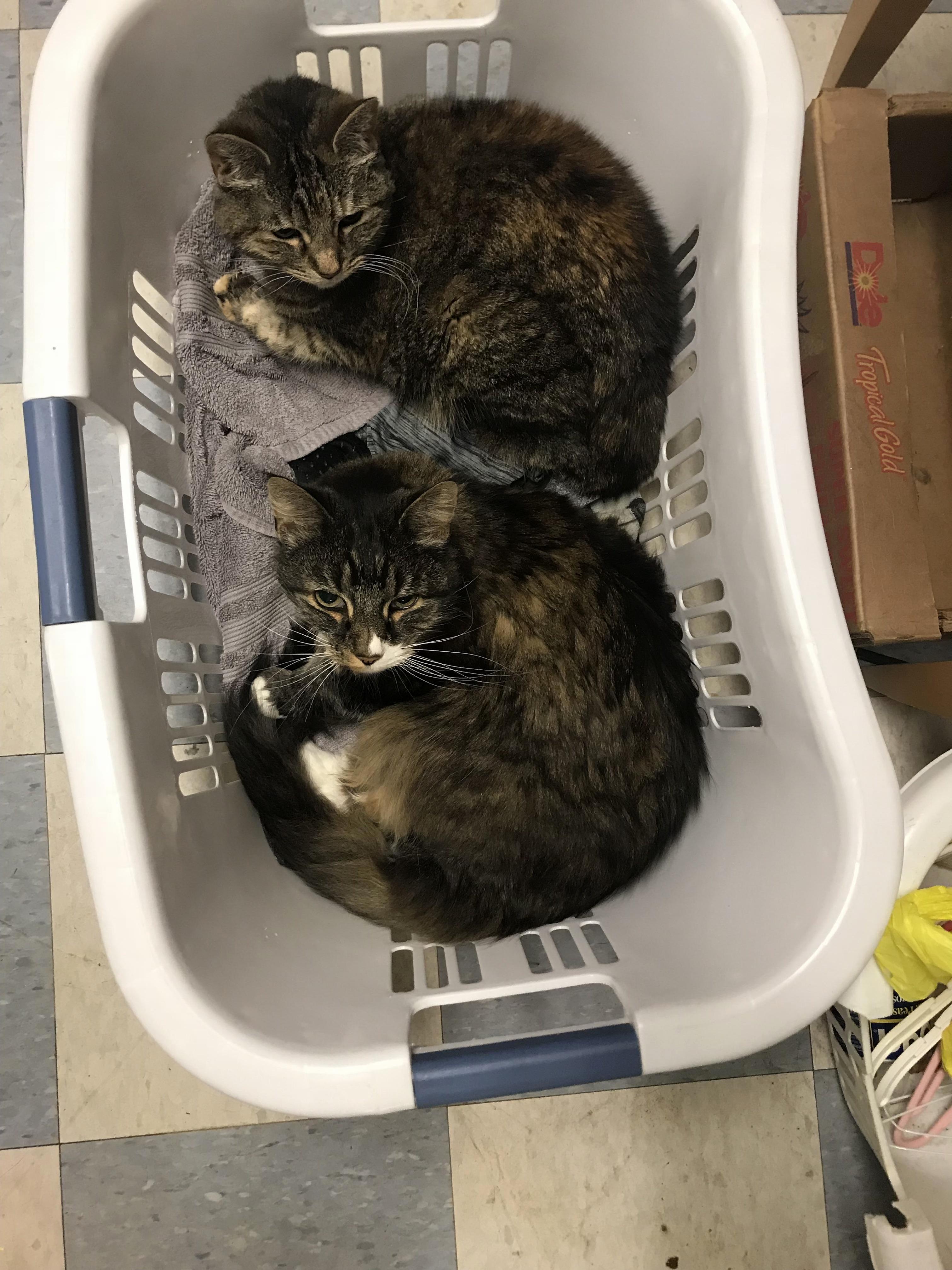 My precious fur babies… they sure do love the laundry
