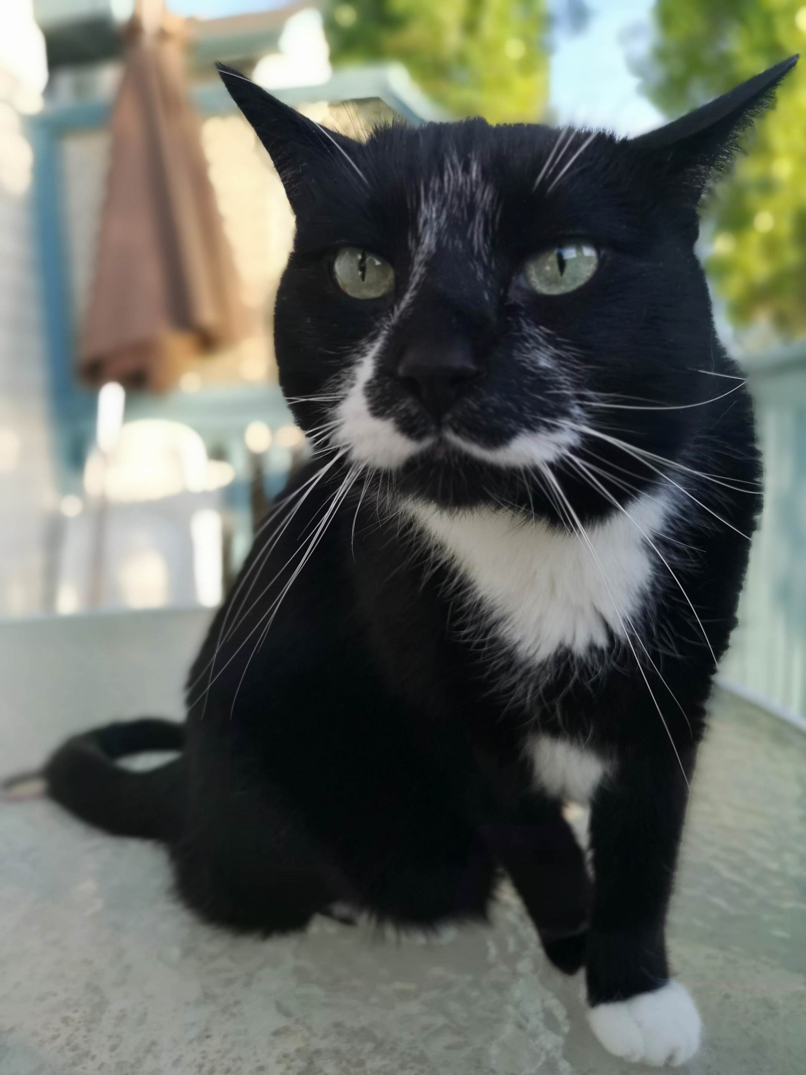My roommates handsome asshole sylvester