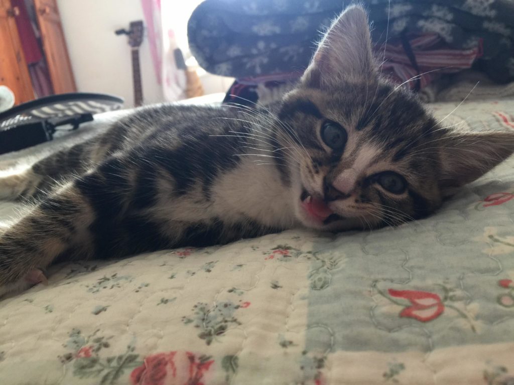 Oh You Re Peeing Cute cats HQ Pictures of cute cats and kittens