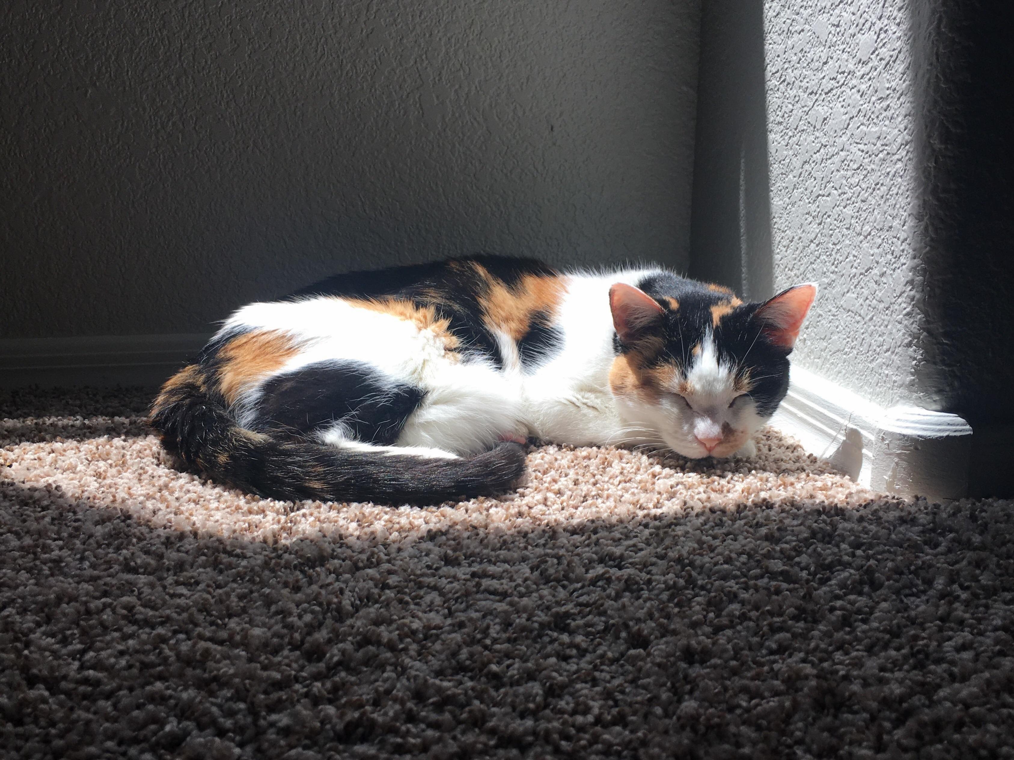 Our sweet baby waffles is enjoying her time in the sun.