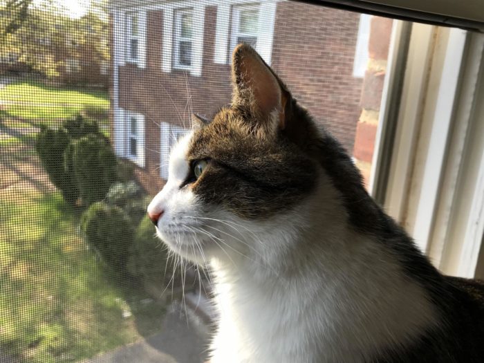 HalfBlack HalfTabby Chimera Cat Cute cats HQ Pictures of cute