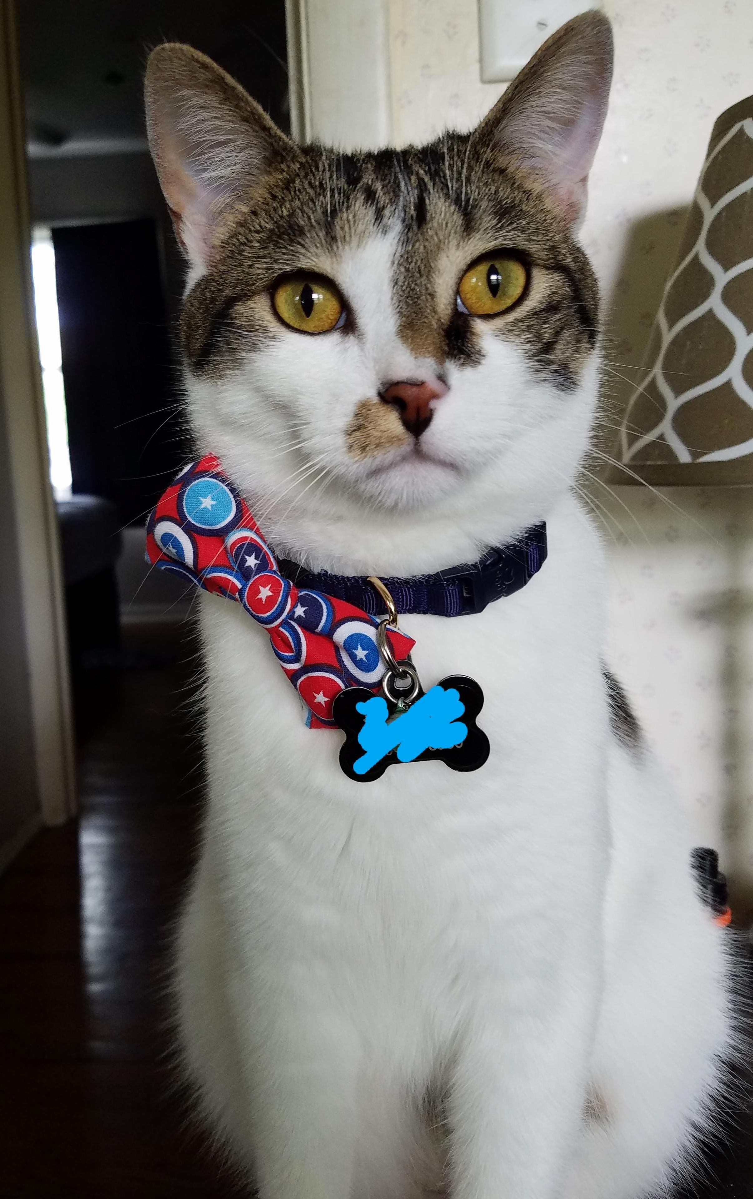 Rocky got a new patriotic bow. he thinks hes so majestic!