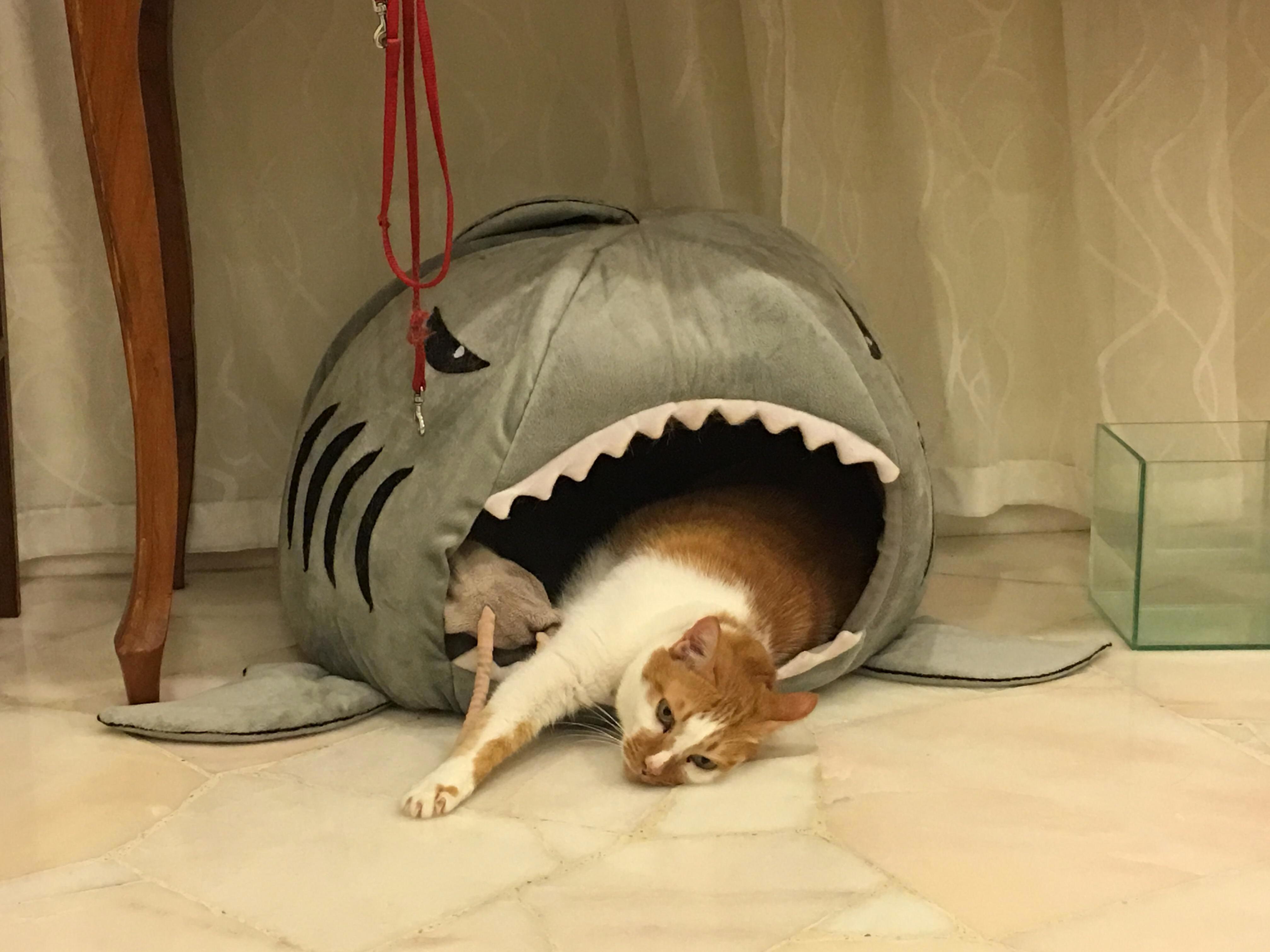 Saw another post with the glorious shark bed, hows mine
