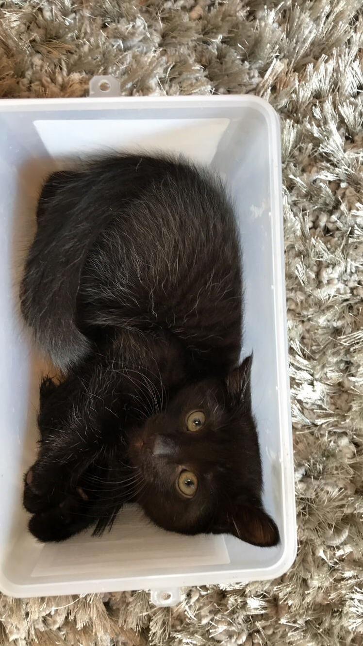 Scout has a perfectly good bed but he prefers this plastic bin.
