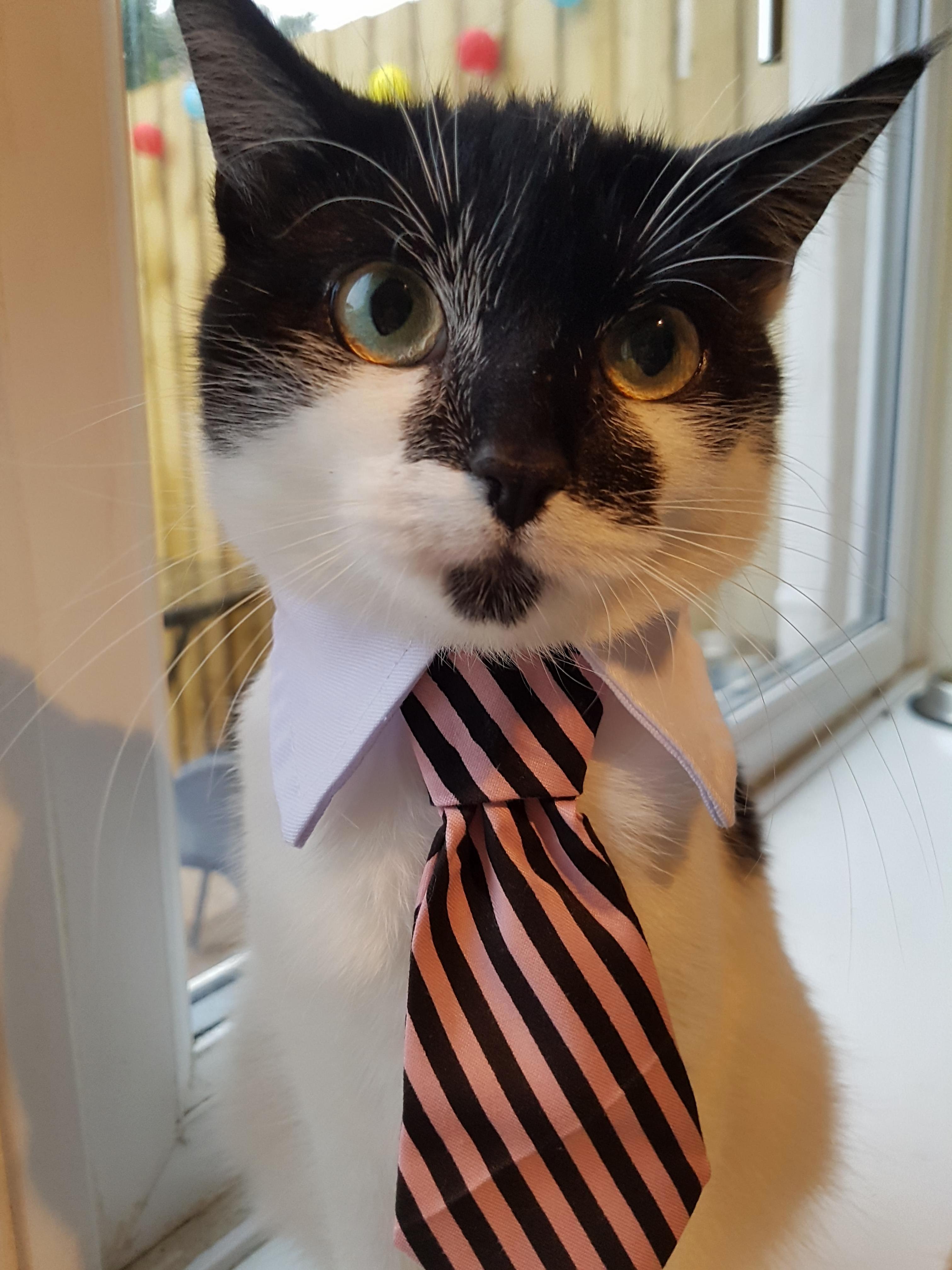 So i bought my cat a tie and now she looks like a professional.