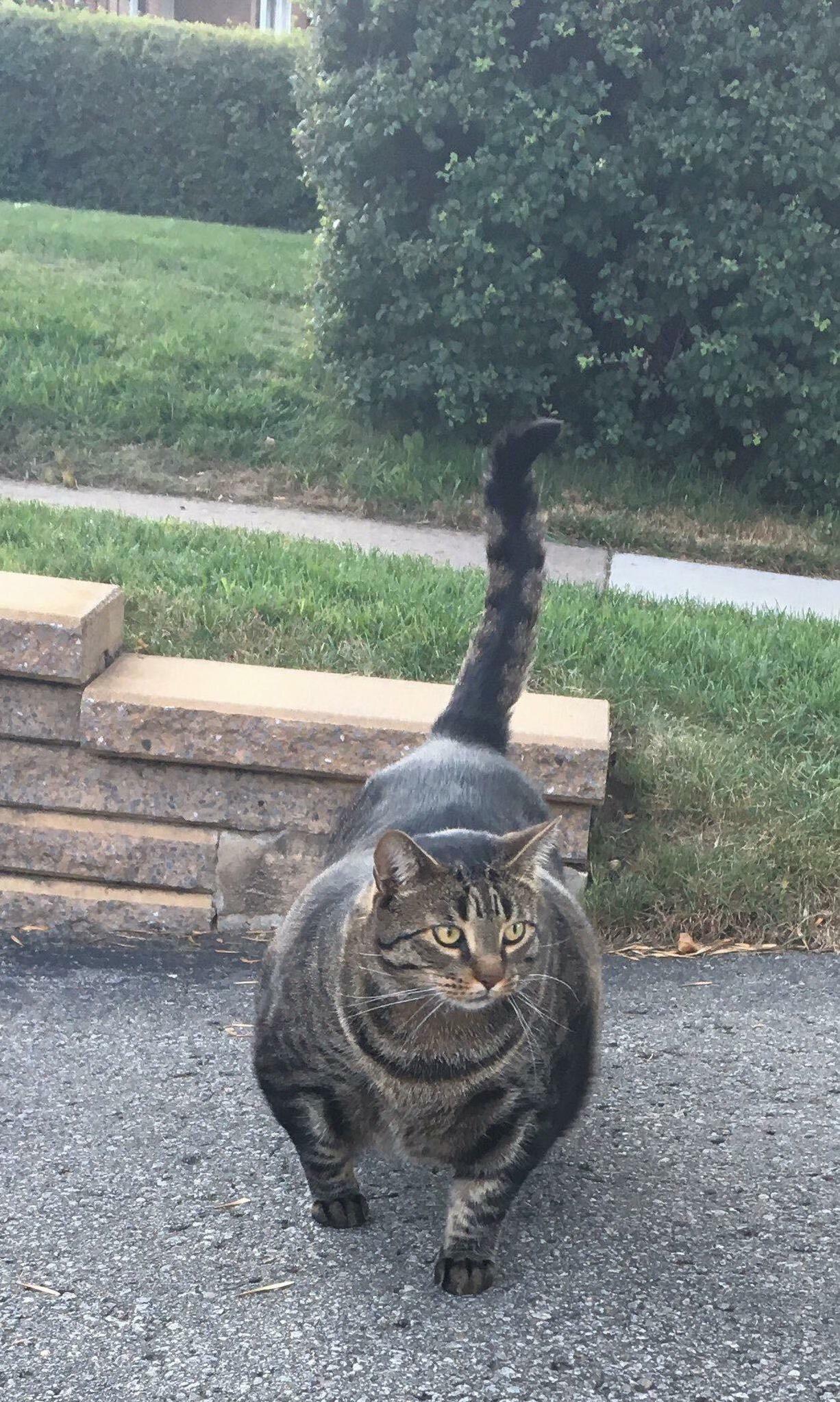 Swolcat has arrived