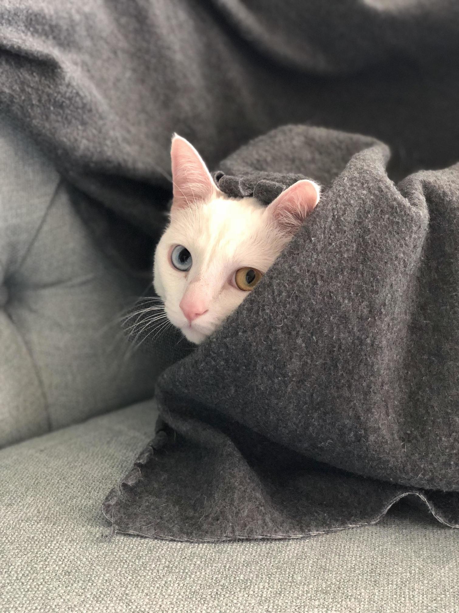Taco emerging from his nap cave