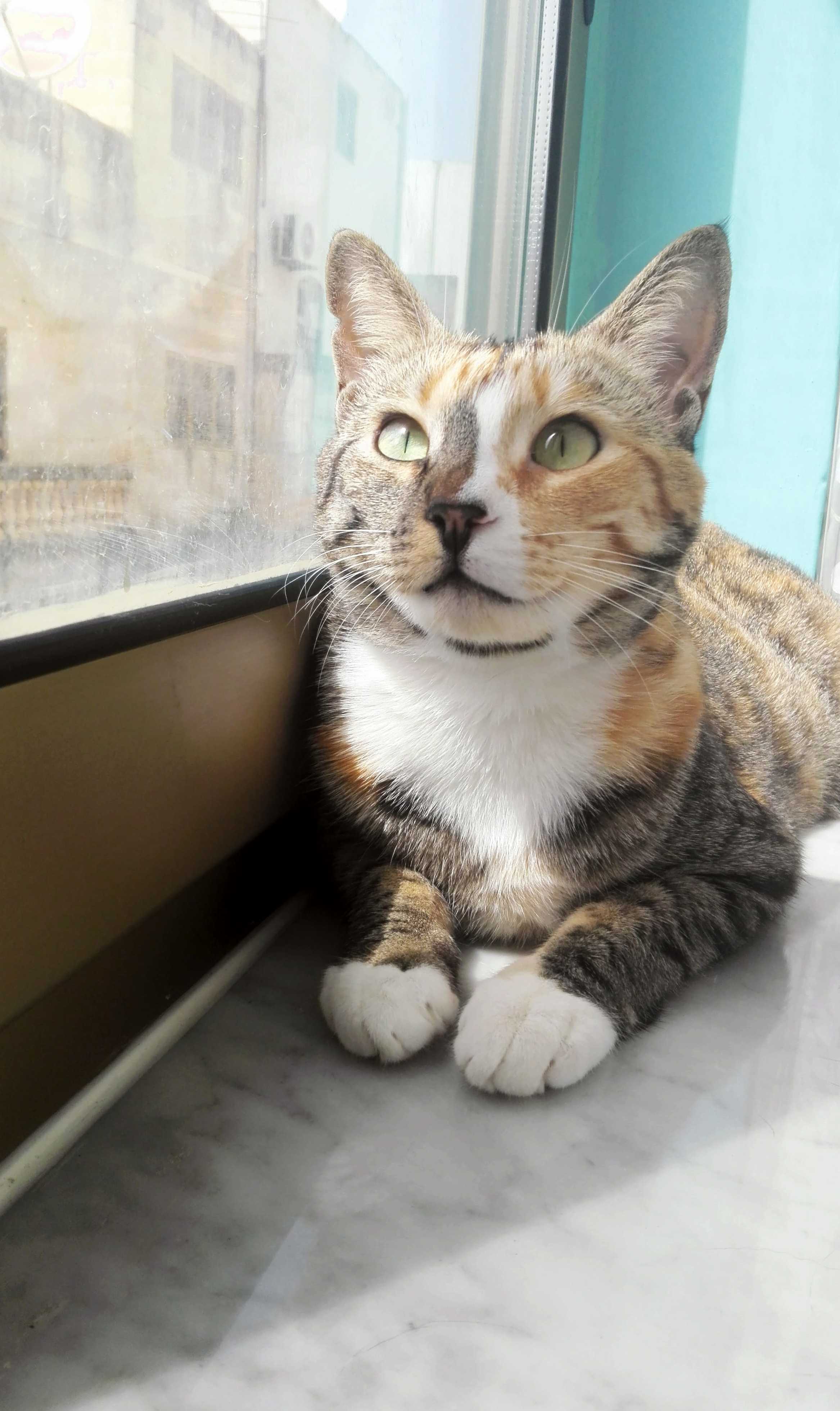 There are wider (and better) windowsills in the house, but this is the one she likes most. reddit, meet maya!