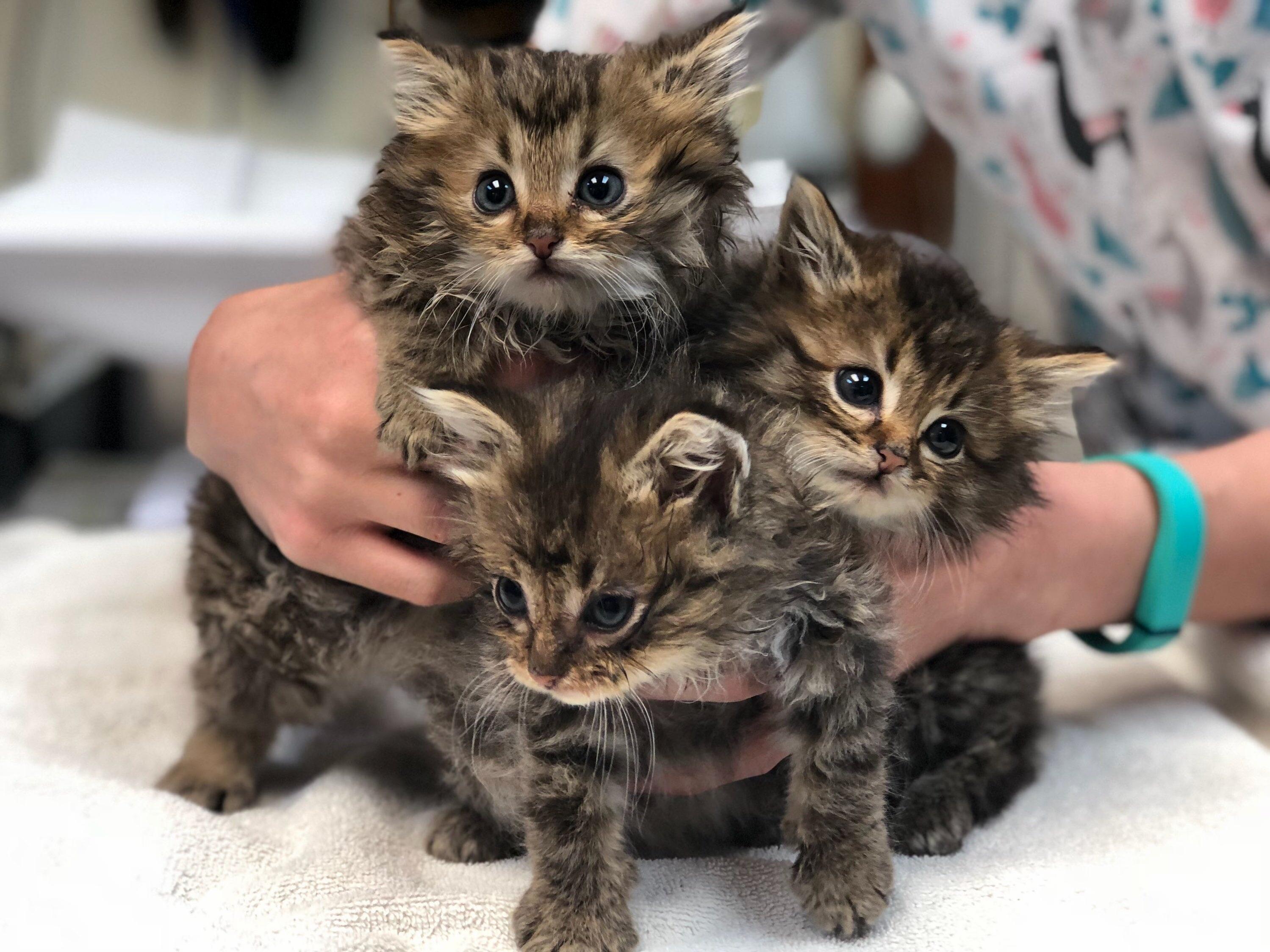 These kittens were dropped off at the animal hospital my sister works at. how do i not take one home with me