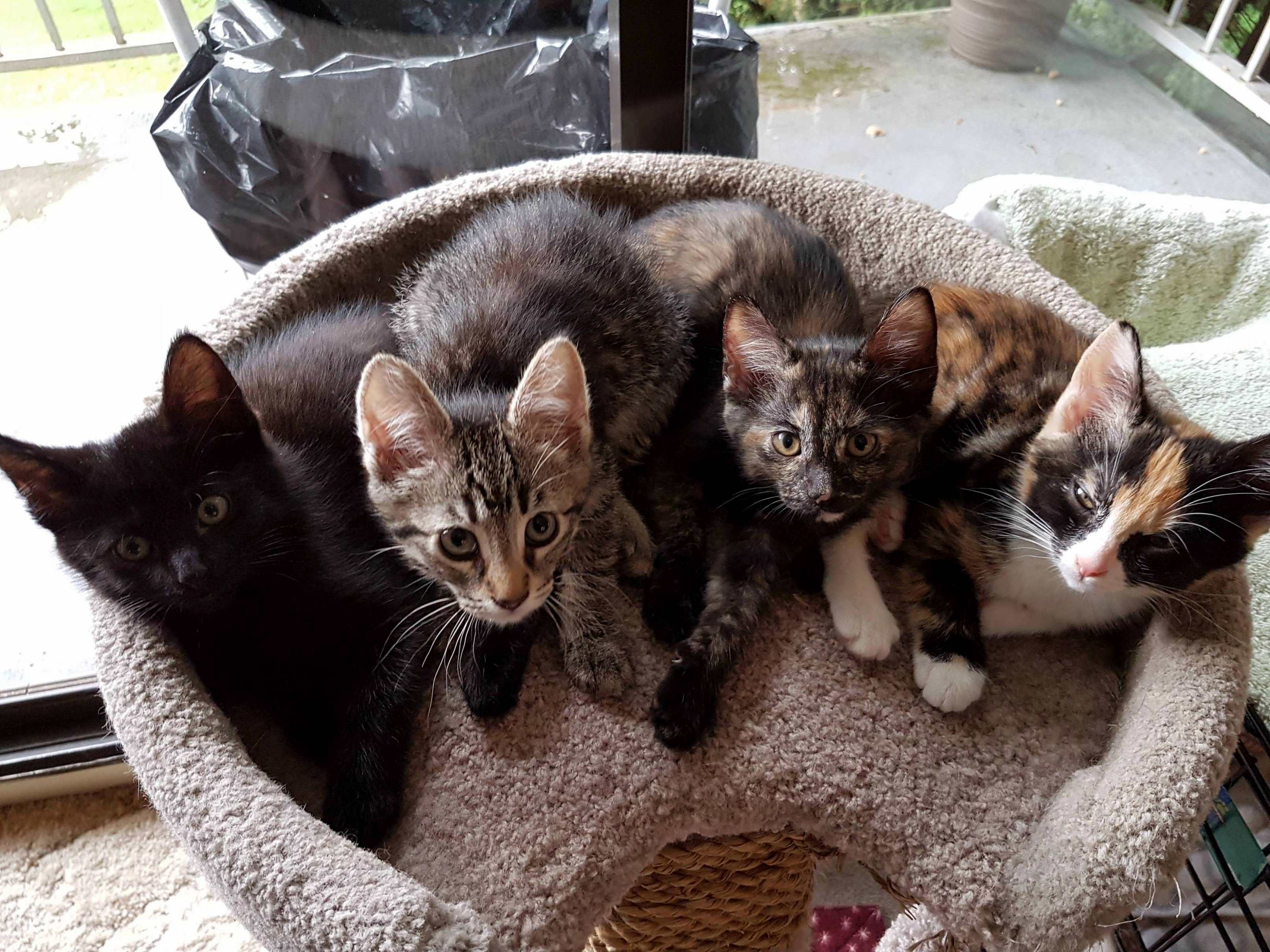 Yall seemed to enjoy the cuddlepuddle. so heres four of the five hanging out on the perch.
