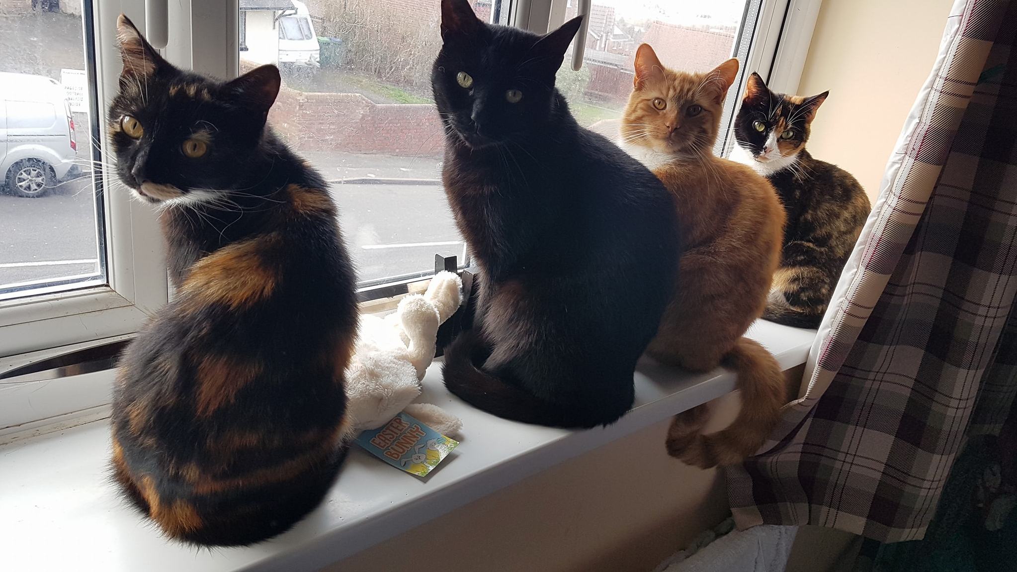 4 pretty kitties… all in a row 3