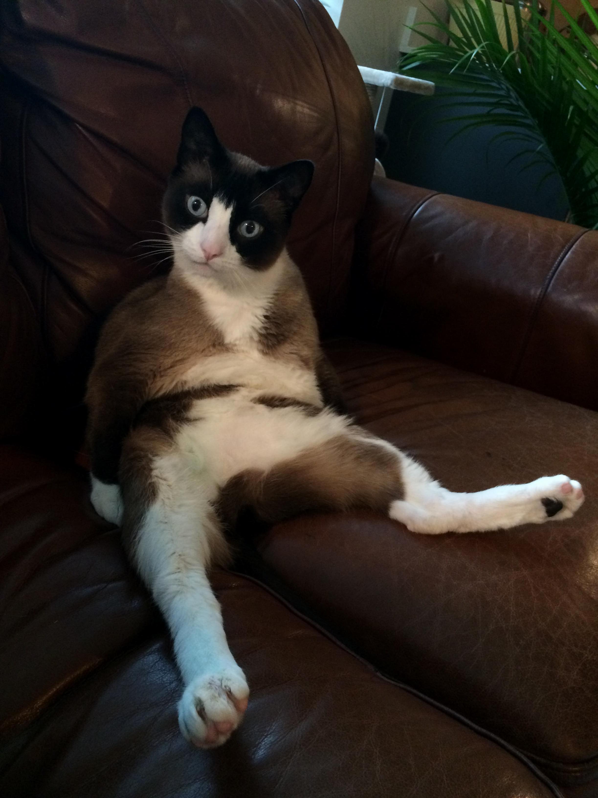 5 minutes into catnip and chill and he gives you this look…