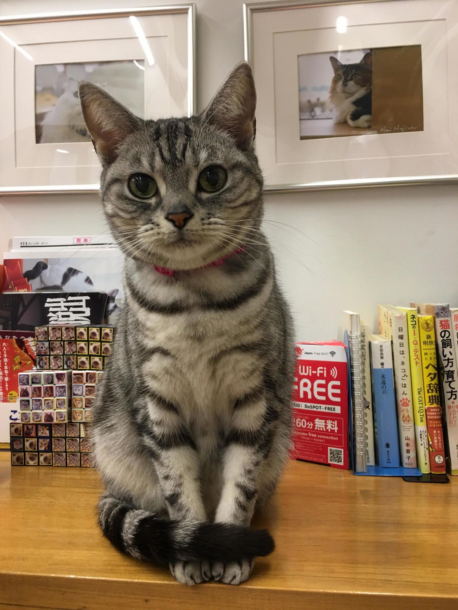 A very photogenic cat from a cat cafe in japan