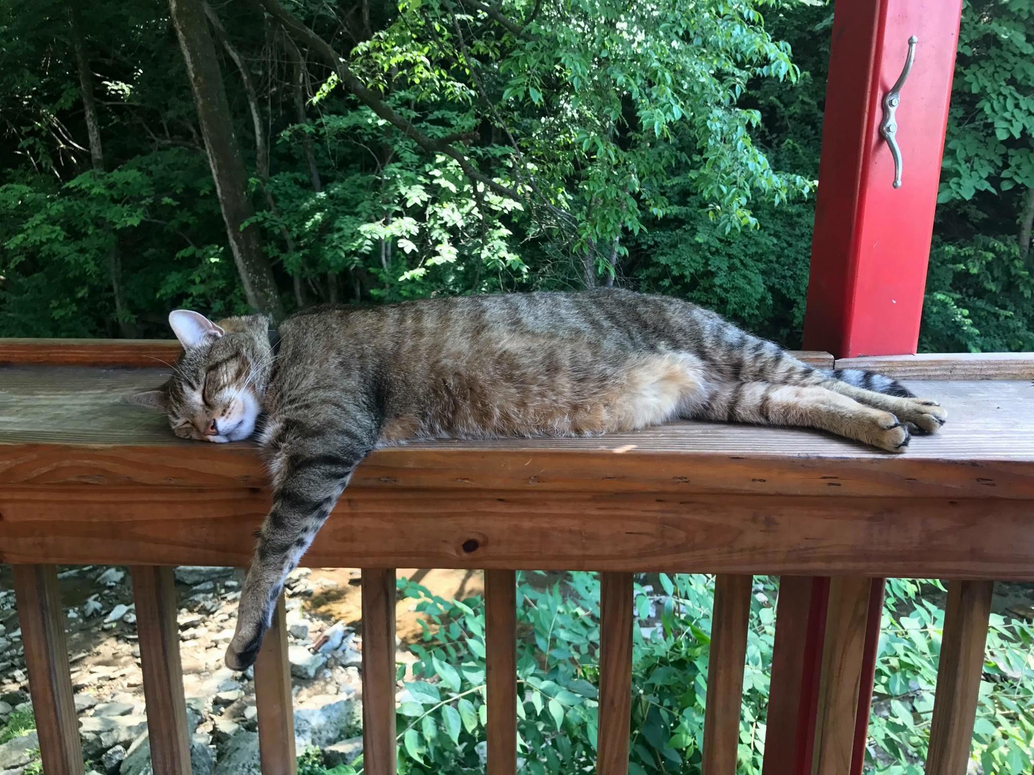 Bar cat napping on the back patio, cheers to flynn.