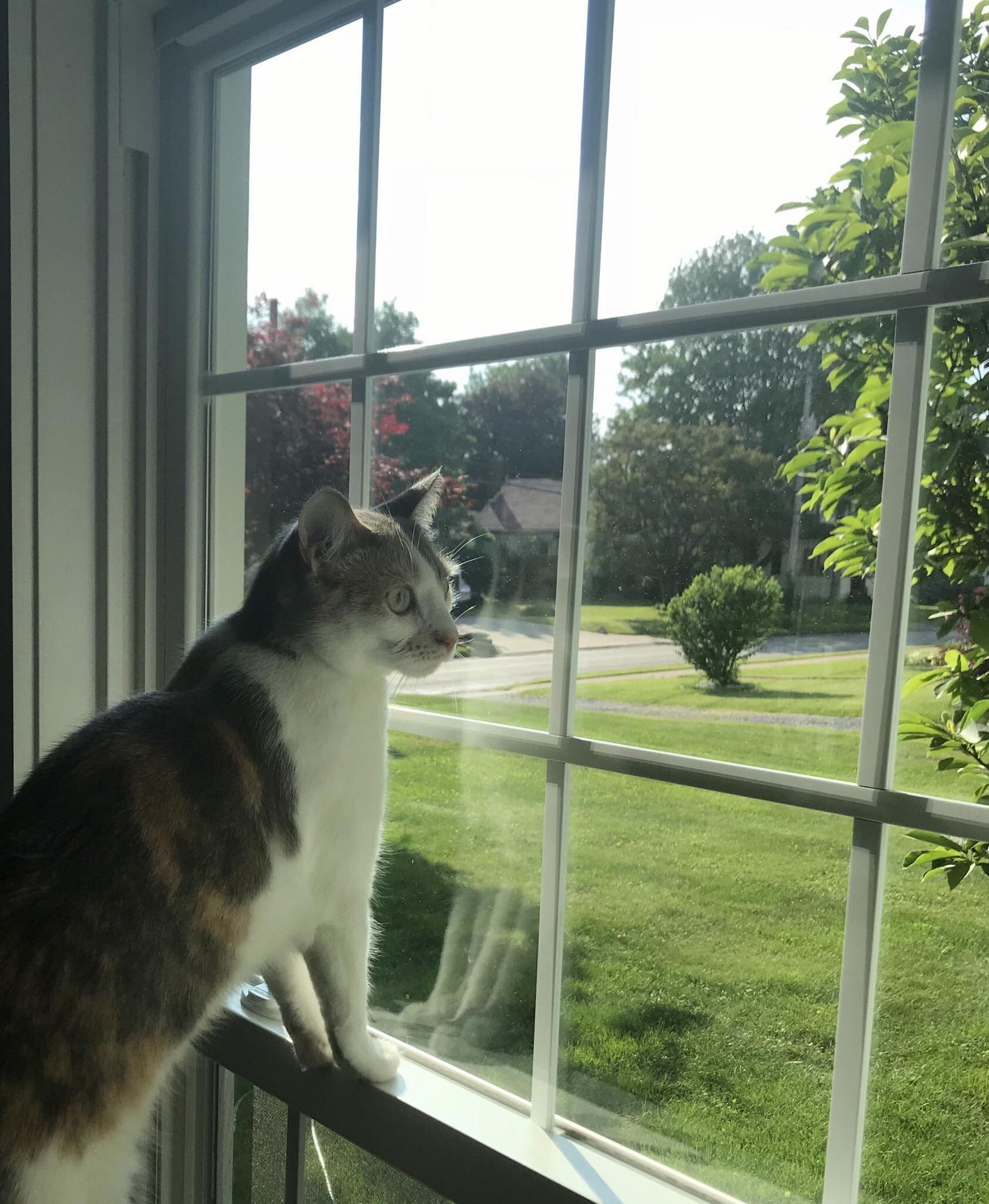 Cat tv is especially interesting today. lots of squirrels and birbs.
