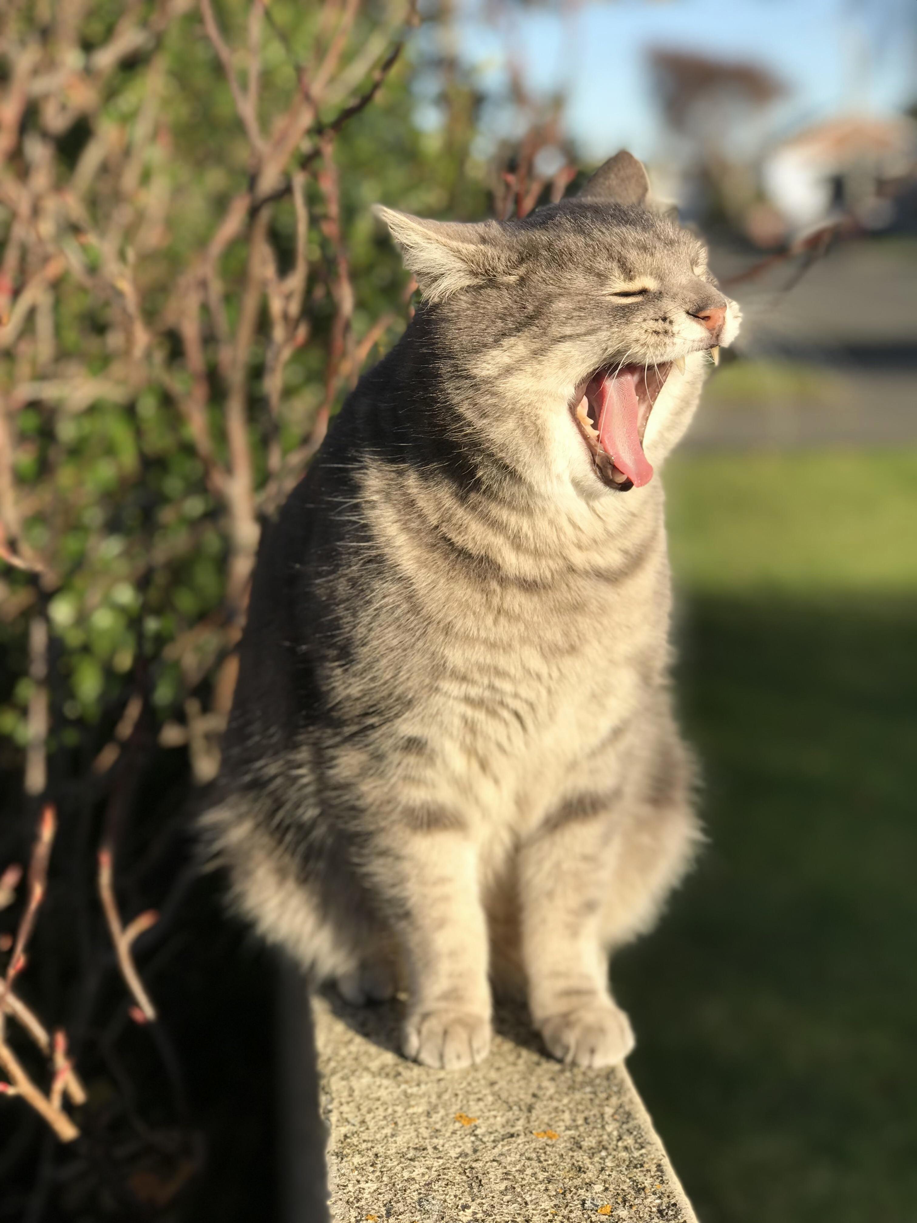 Fat cat taz yawning in the sun 