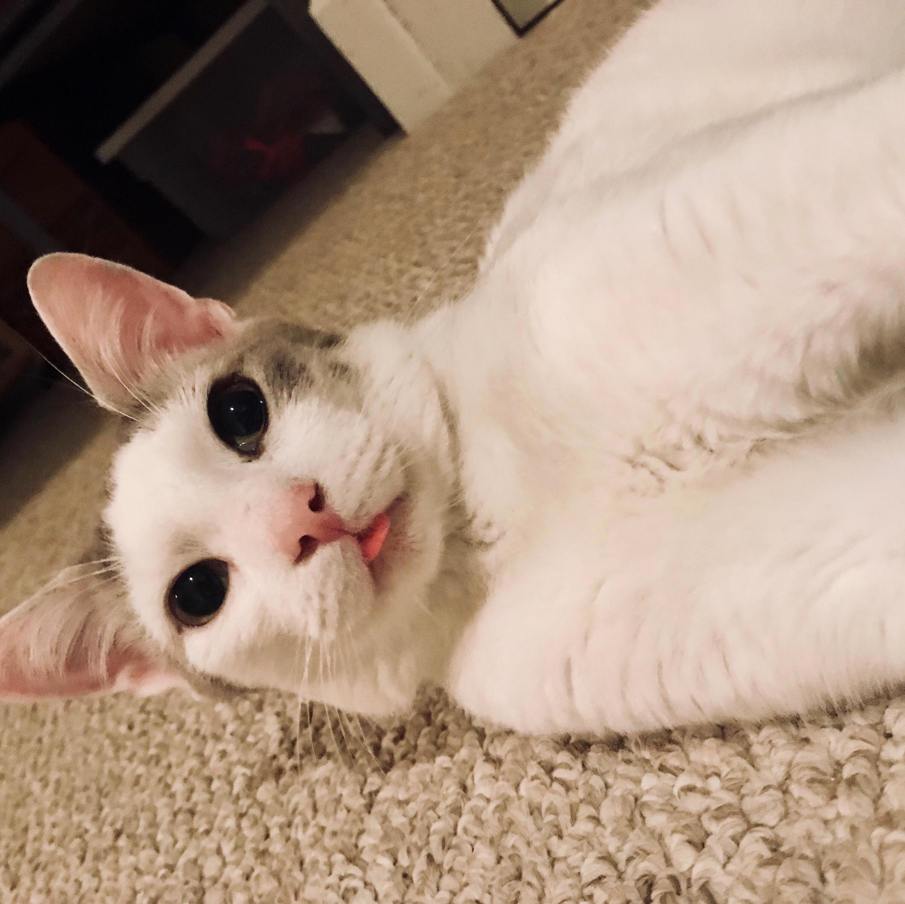 For adopt a cat month brought home this guy, meet snow!