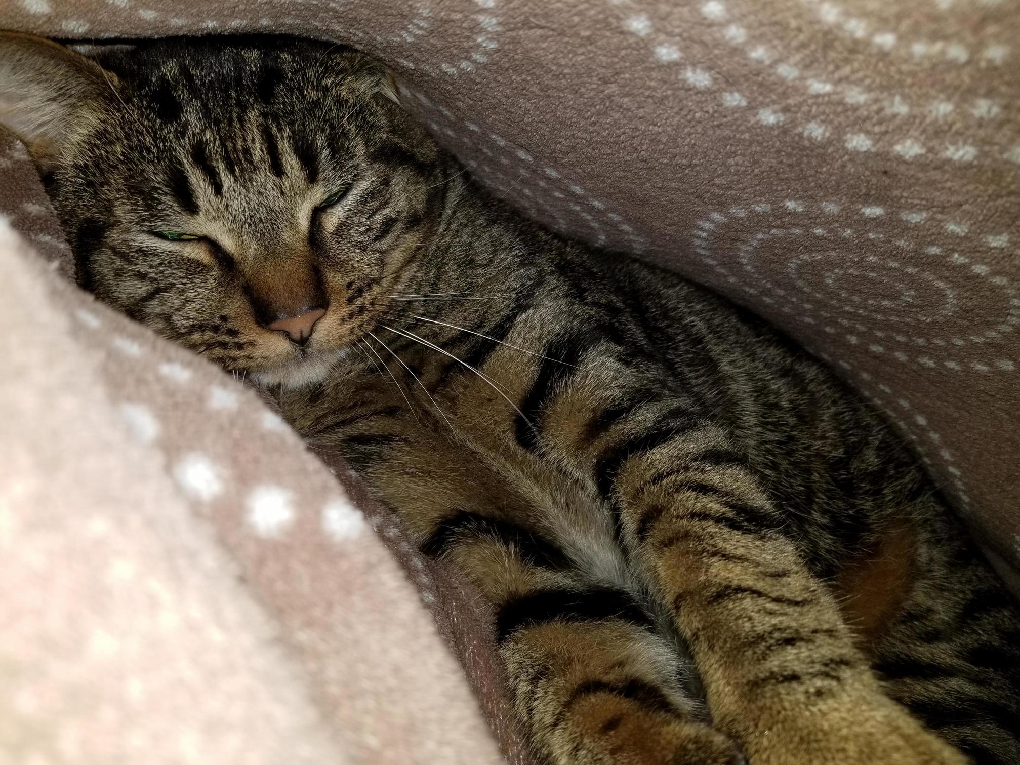 He fell asleep under the blankets 3