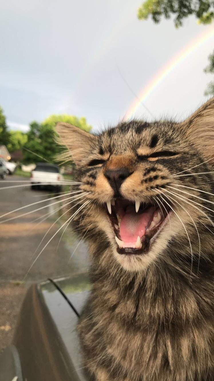 He likes rainbows. and showing off his good dental hygiene.