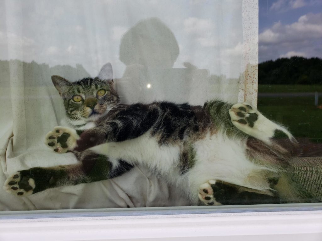 Love you kitty | Cute cats HQ - Pictures of cute cats and kittens Free