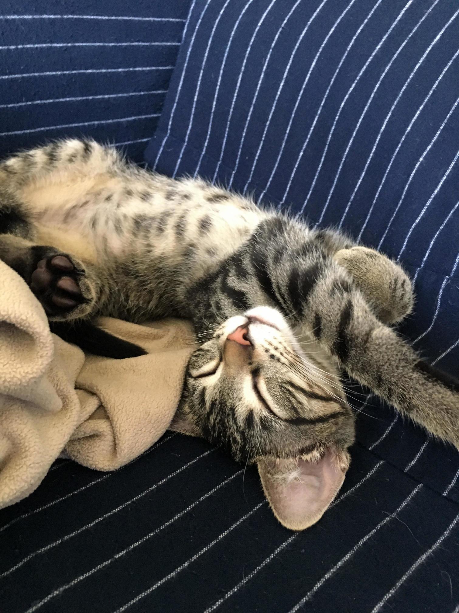 He loves sleeping on his back