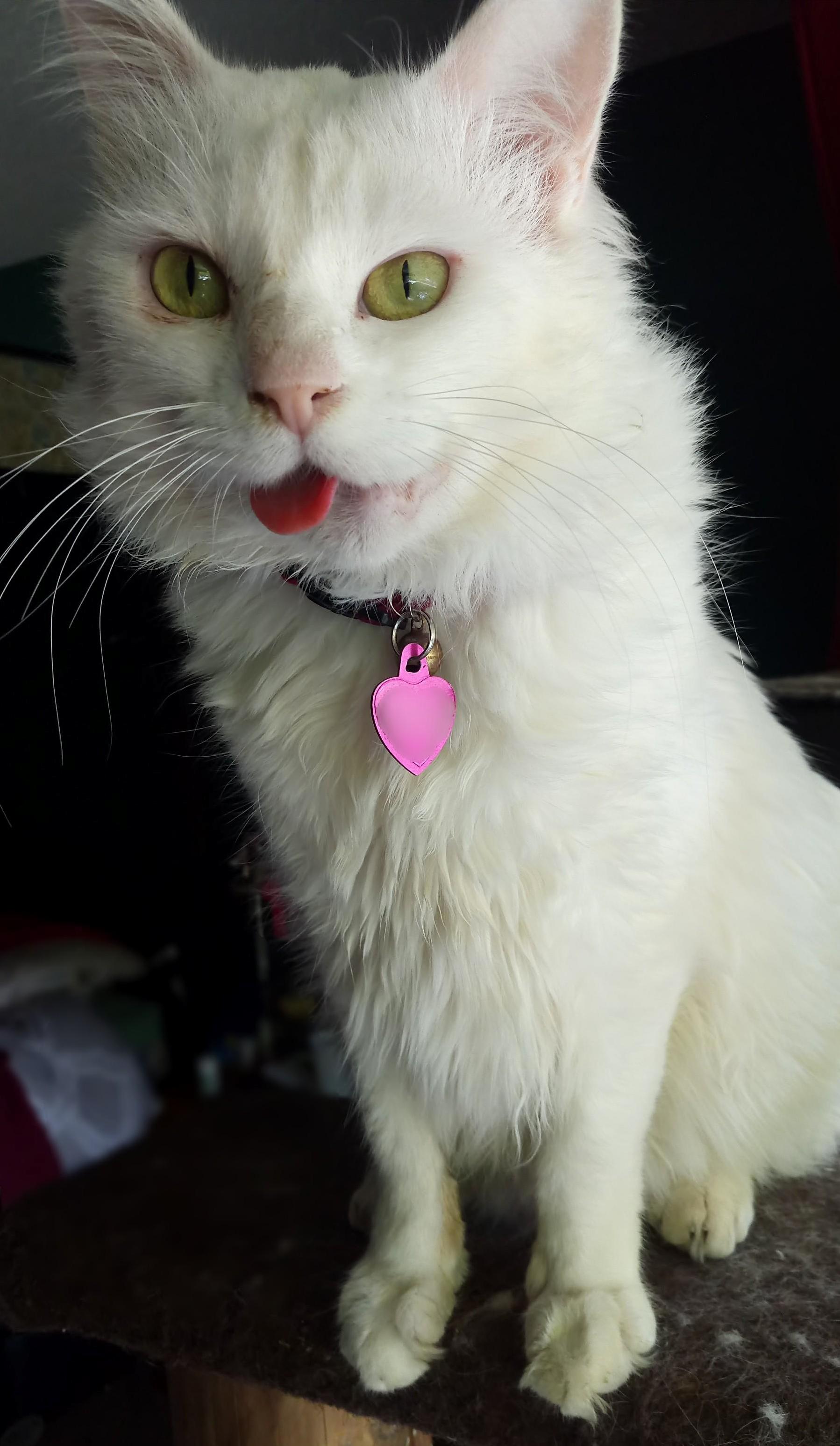 He was kicked in the face and now has perma blep