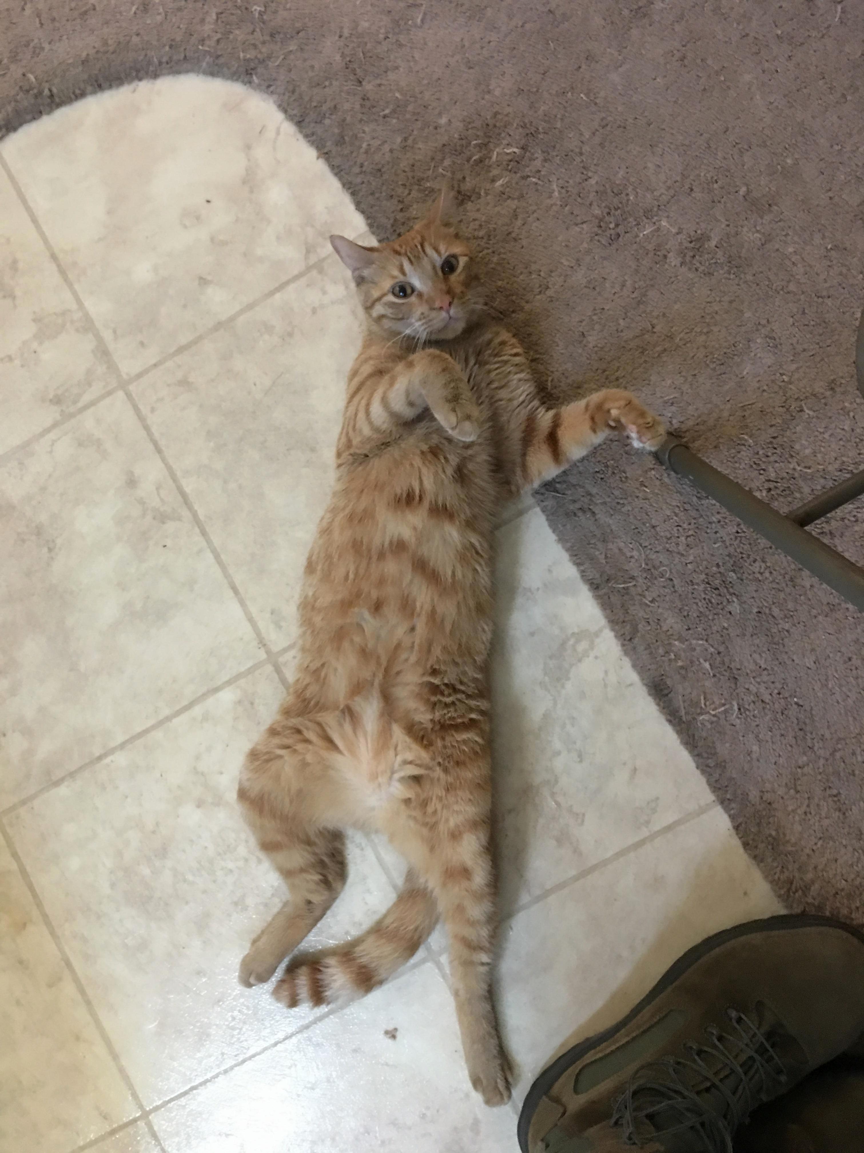 Hey guys this is superdave and his glorious belly. hes going to be moving with us soon and ideas how to make it easier on him