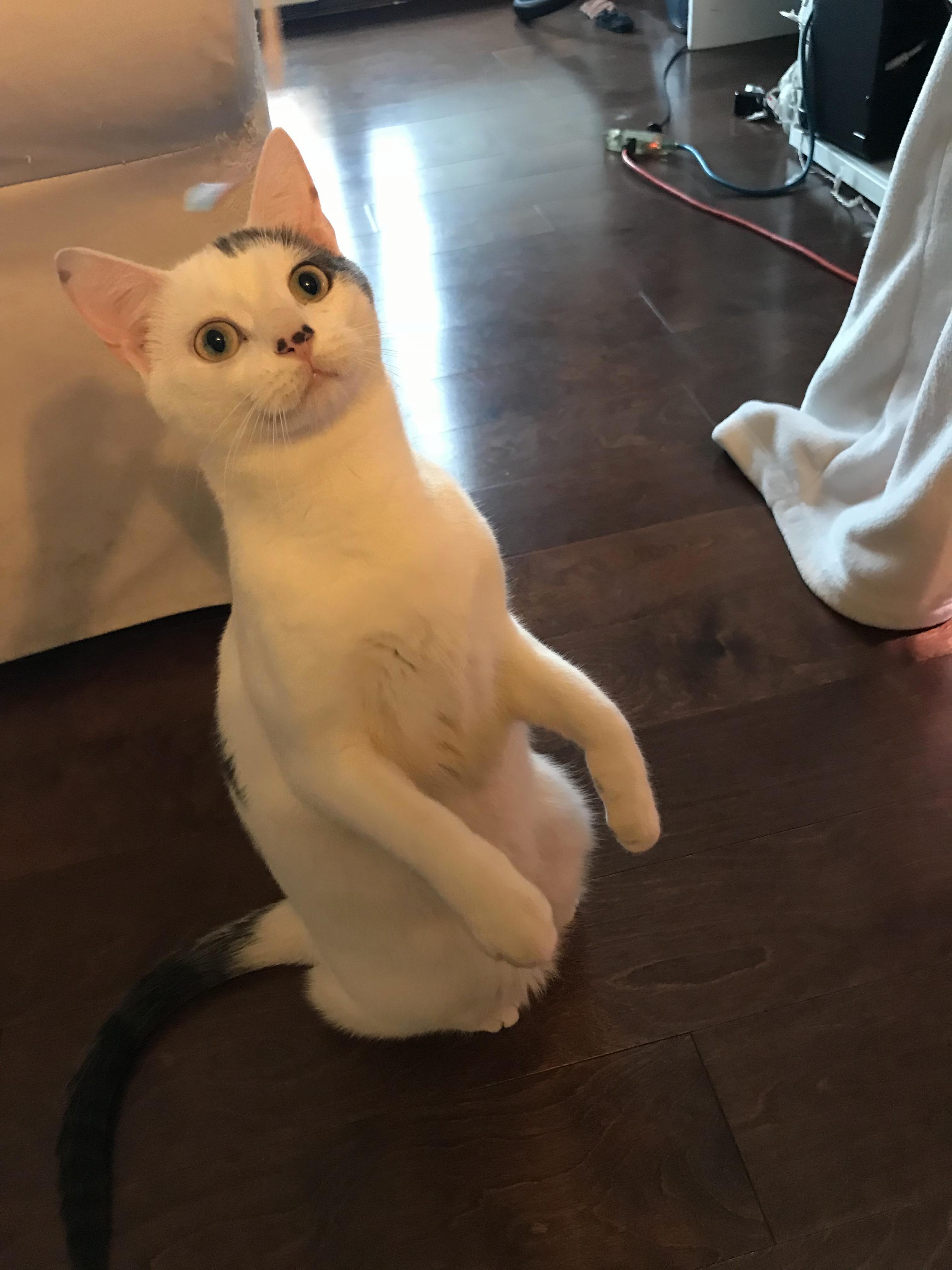 Hi! my name is casper. i have a big body and a small head. i also have 3 little dots on my nose, and 2 big dots on my side. my favourite thing is belly rubs!