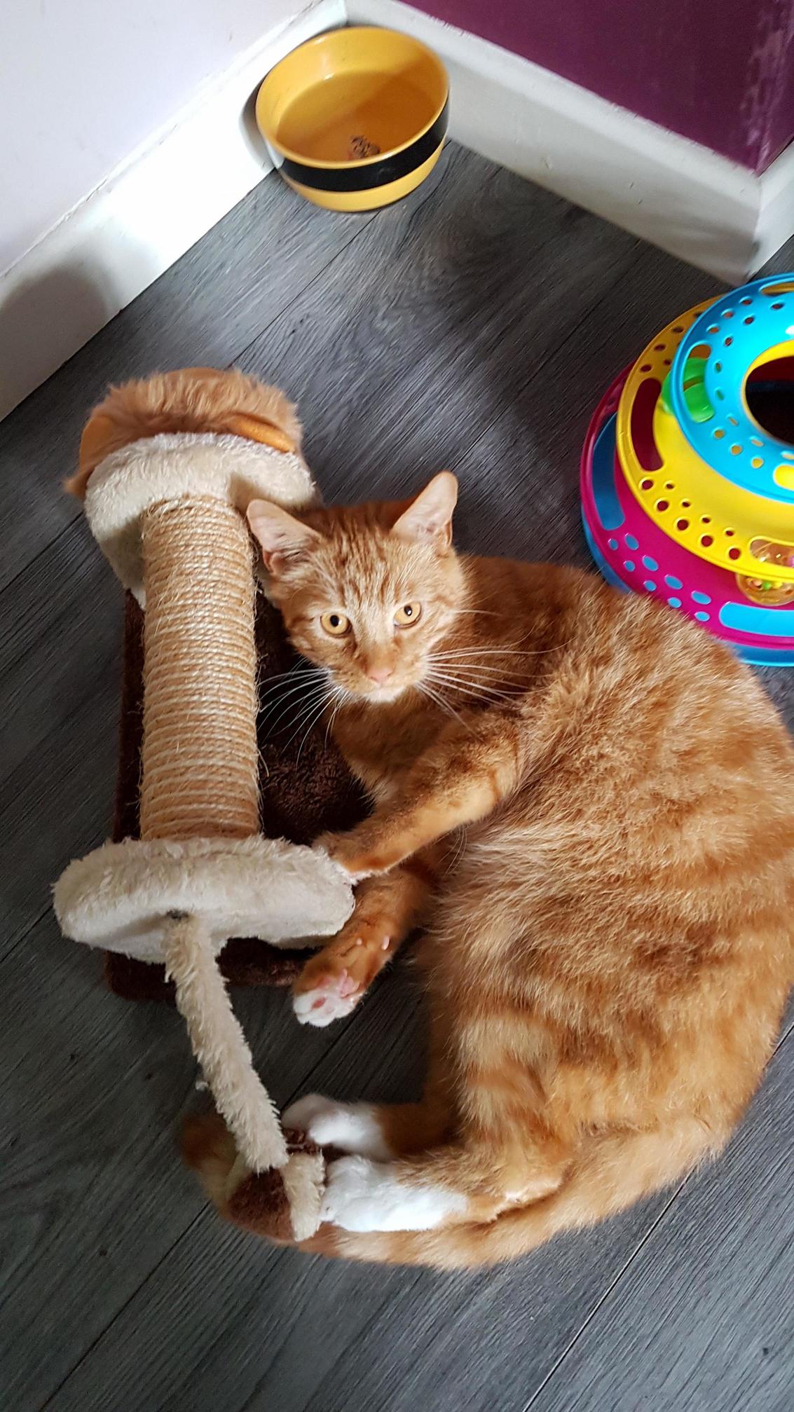 I think he likes his new toy 