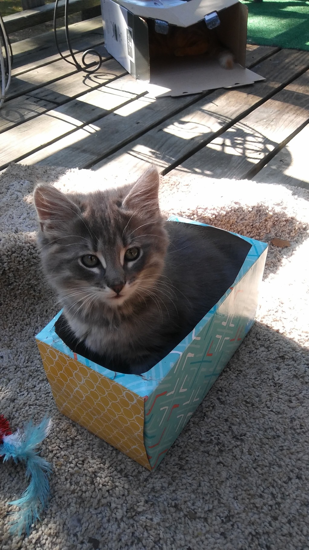 Kitten picture of spotzy