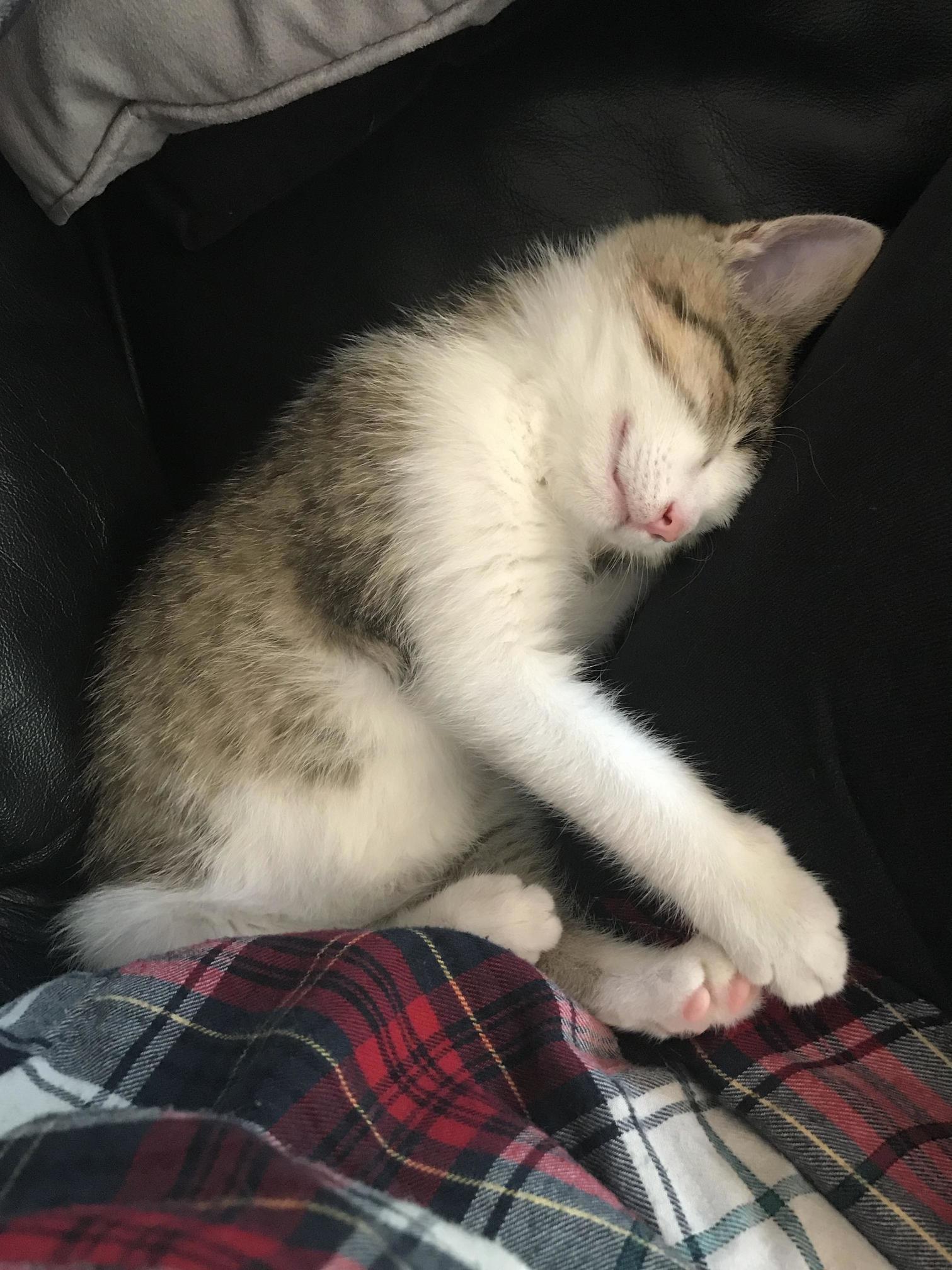 Little nugget came to live with us last week…i think he likes me!